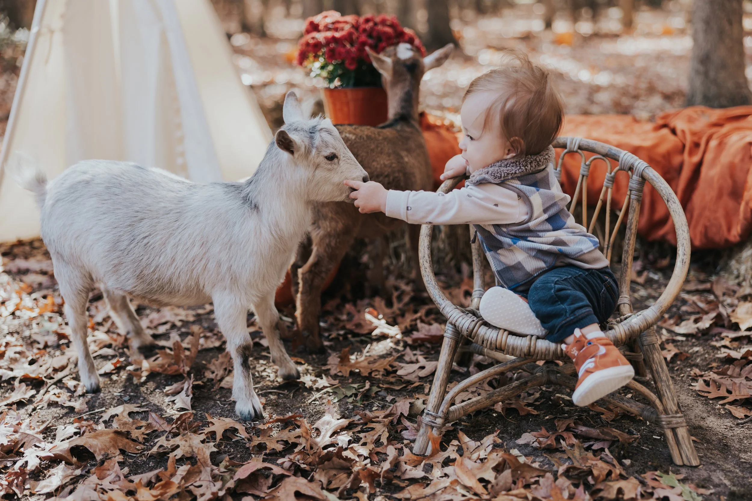 South Jersey Fall Farm Mini Sessions
