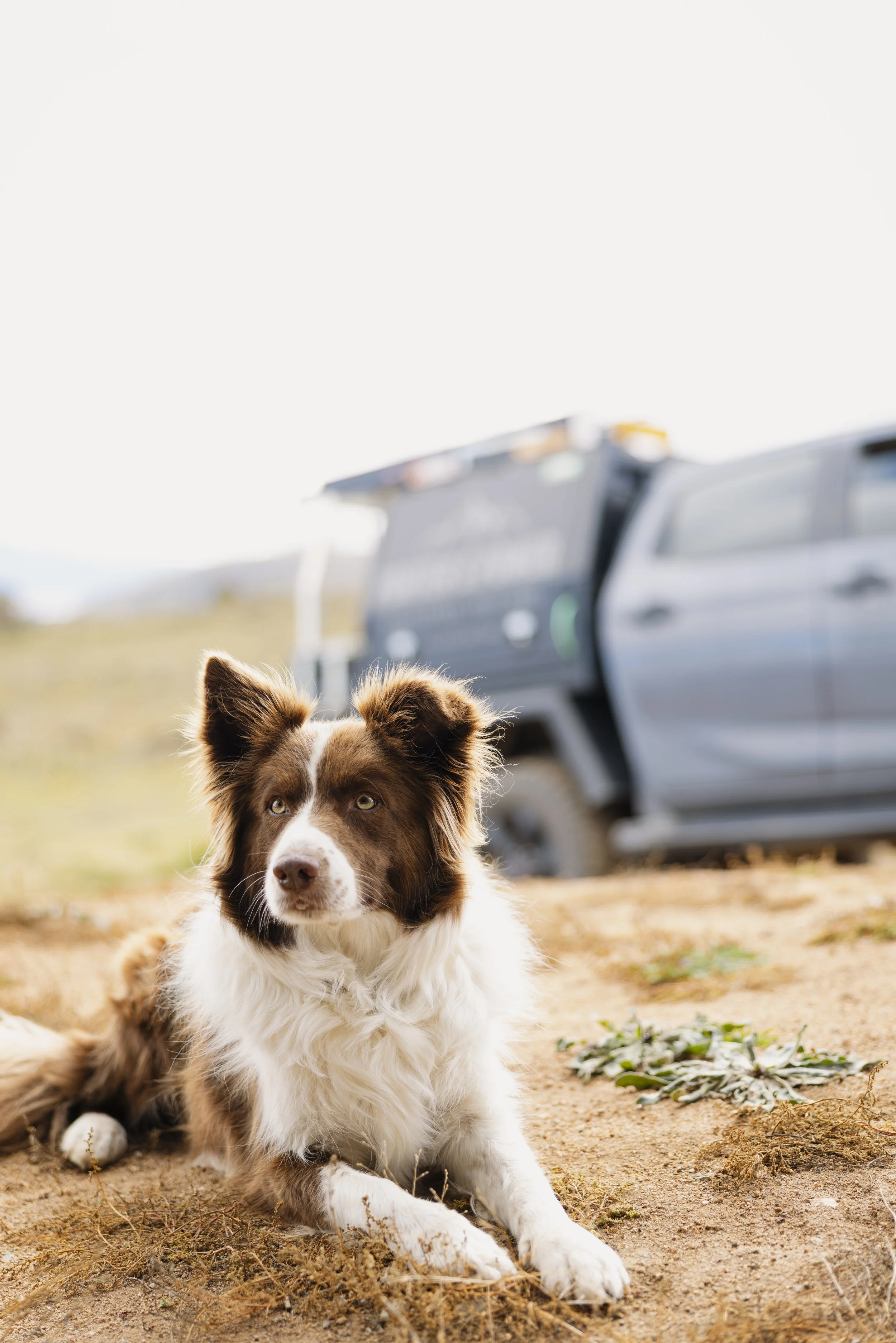 BEAR - On-site supervision, powered by paws.