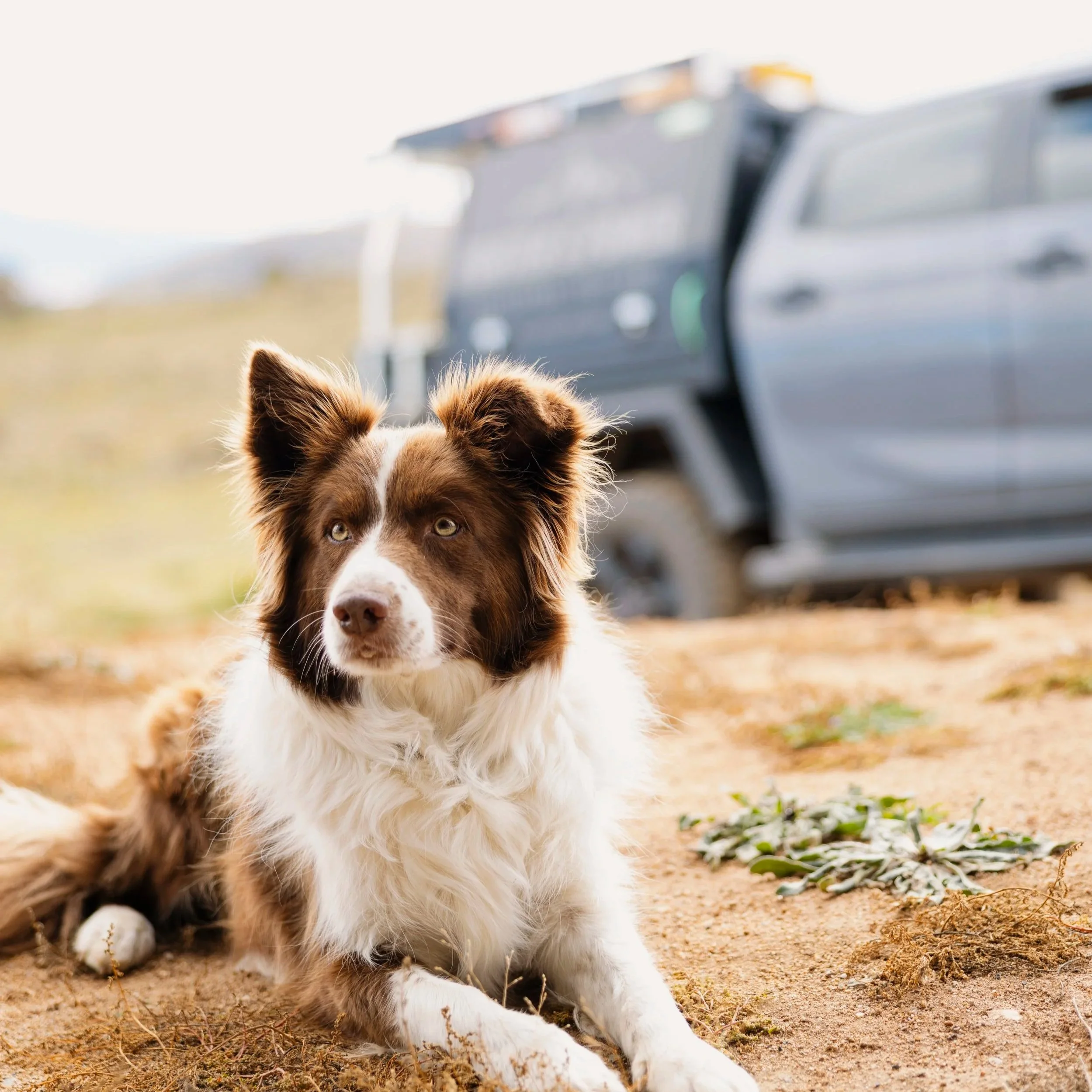 A brown and white dog lying on the ground outdoors with a blurred vehicle in the background.