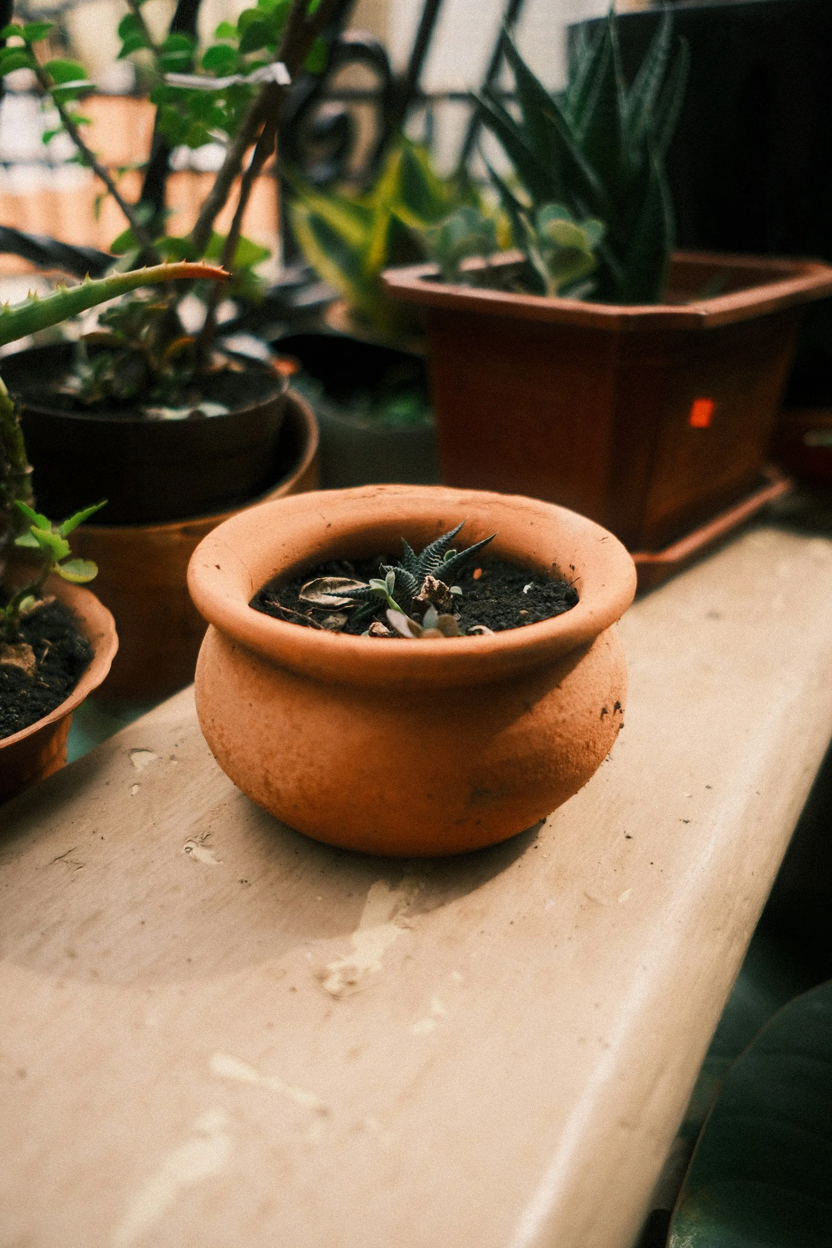 Varios maceteros con plantas suculentas en un mesa de color claro.
