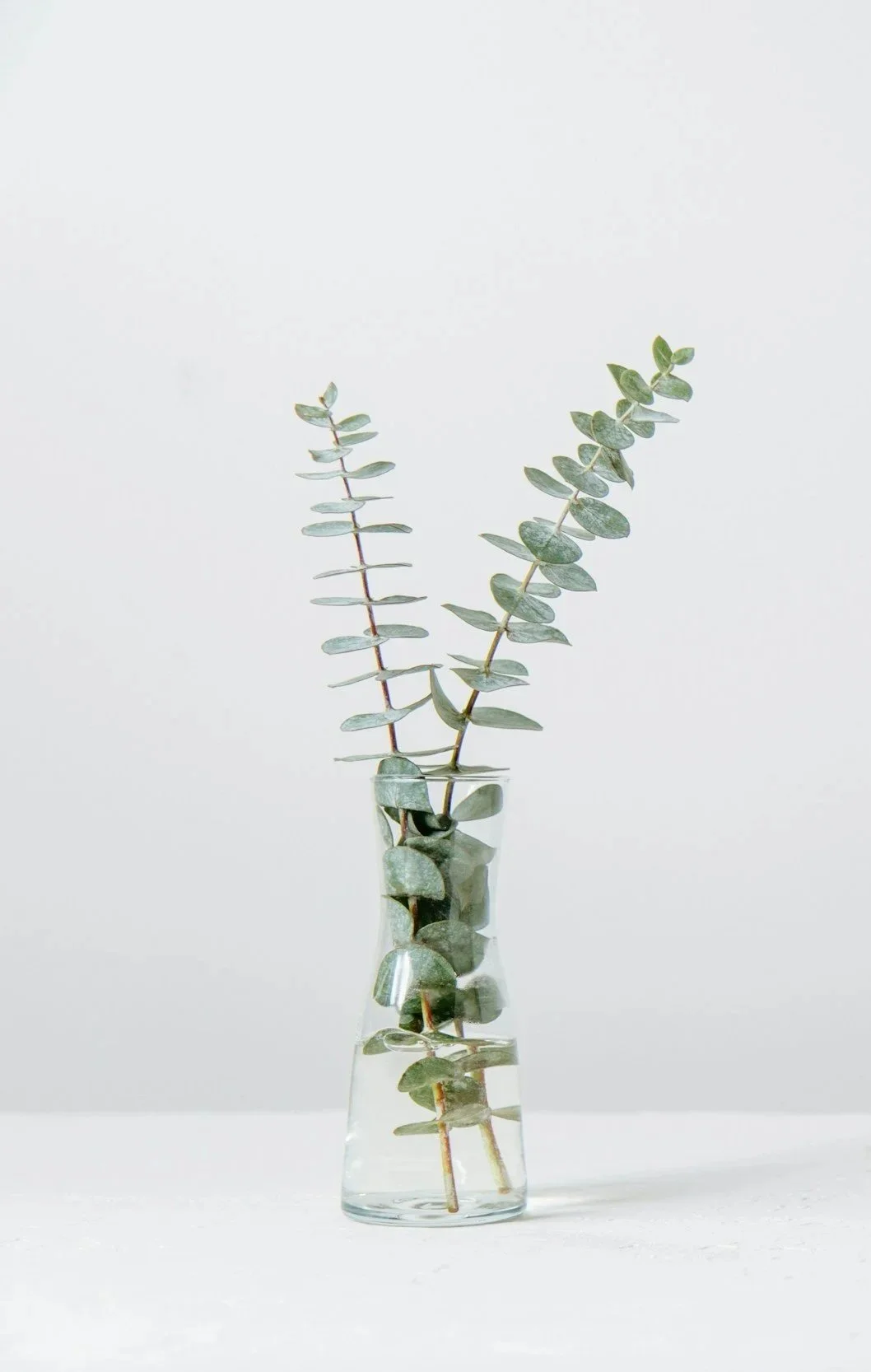 Eucalyptus branches in a clear glass vase filled with water, minimalist composition with a white background.