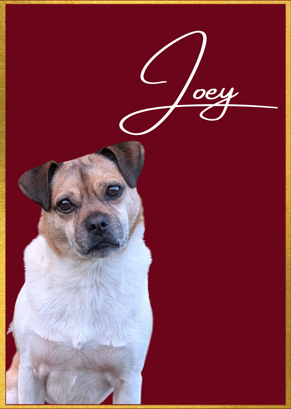 A picture of a Jack Russell dog looking at the camera, and the name Joey next to him.