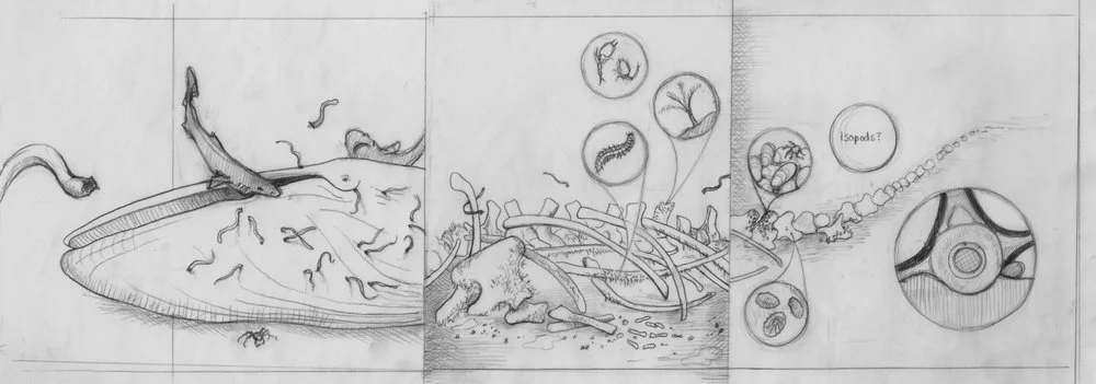 A more detailed update of the previous sketch. This one is in pencil, with a clearer view of the details.