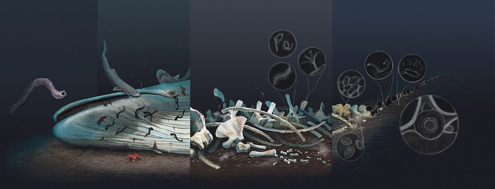 A work-in-progress, full color rendering of the whale-fall graphic.