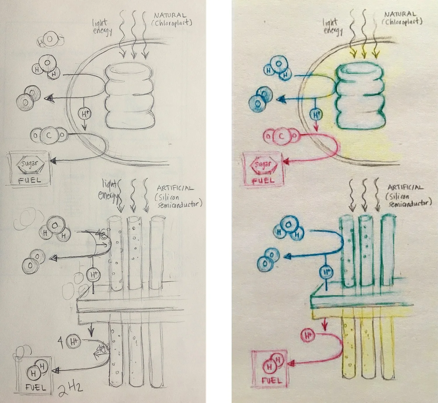 Stacked pencil sketches of photosynthesis and artificial photosynthesis, color coded to make parallels between the processes clear.
