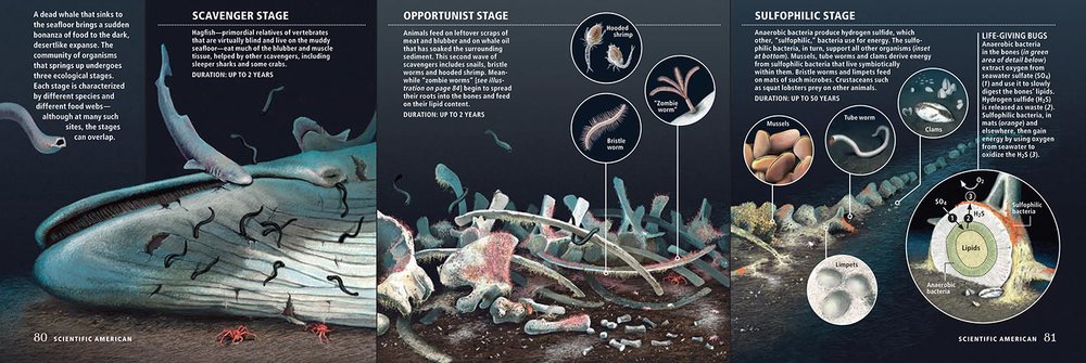 Final whale-fall illustration in a layout, with captions and annotations.