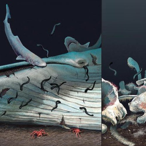 Whale-Fall
