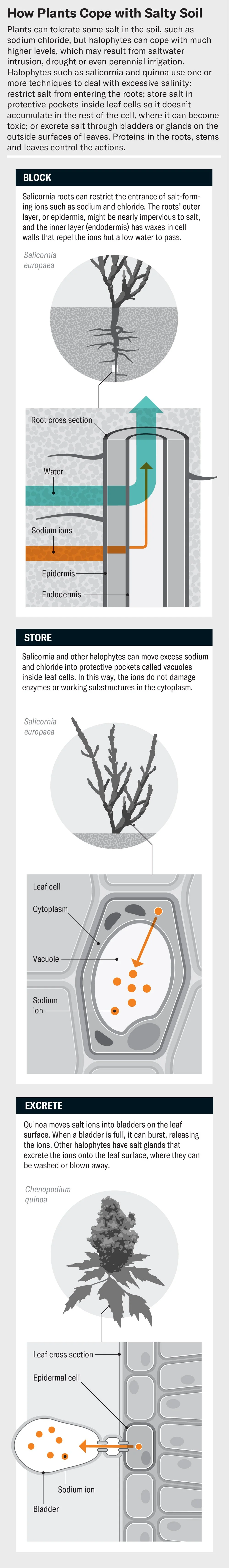 Schematic shows three ways in which plants cope with salty soil; block salt-forming ions from entering the plant at the root level, store ions in protective pockets called vacuoles inside leaf cells, and/or excrete ions onto the leaf surface.