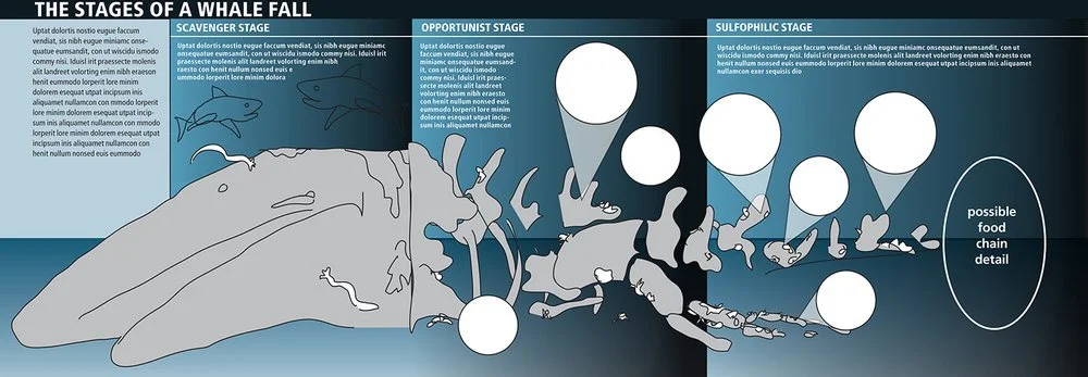 Digital sketch of a whale-fall graphic, with three main vertical panels representing different moments in time.