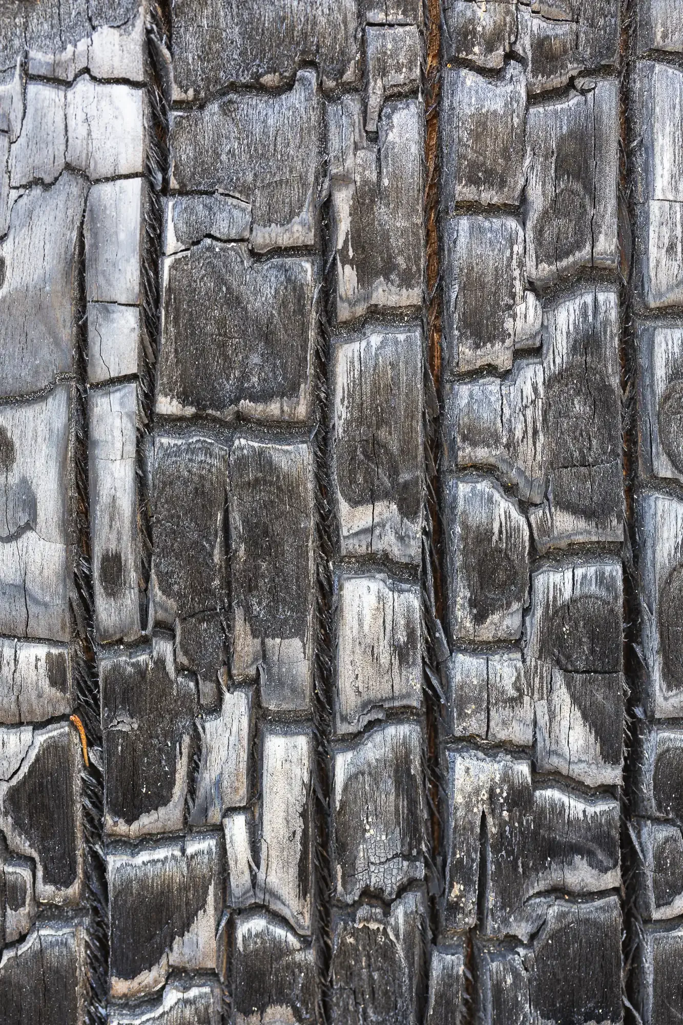 Charred