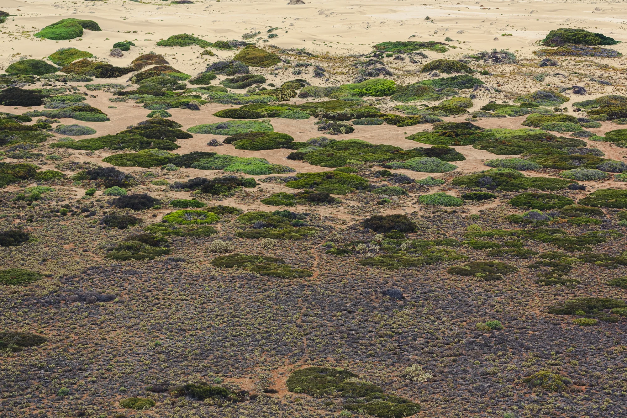Dune Mosaic