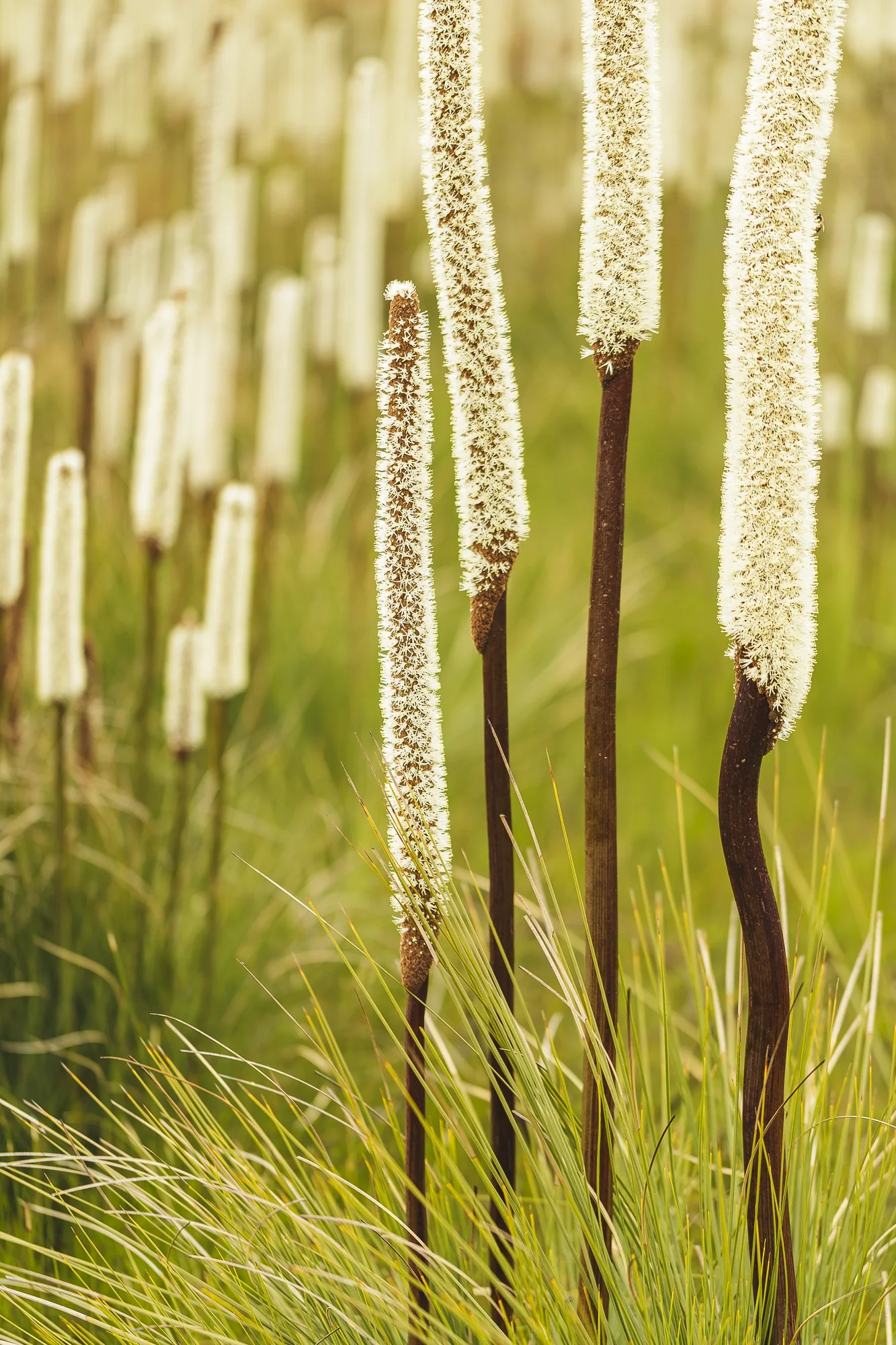 Following fire, thousands of flowering grass trees rise across the heathlands of Far East Gippsland in one of Australia's most remarkable displays of renewal.