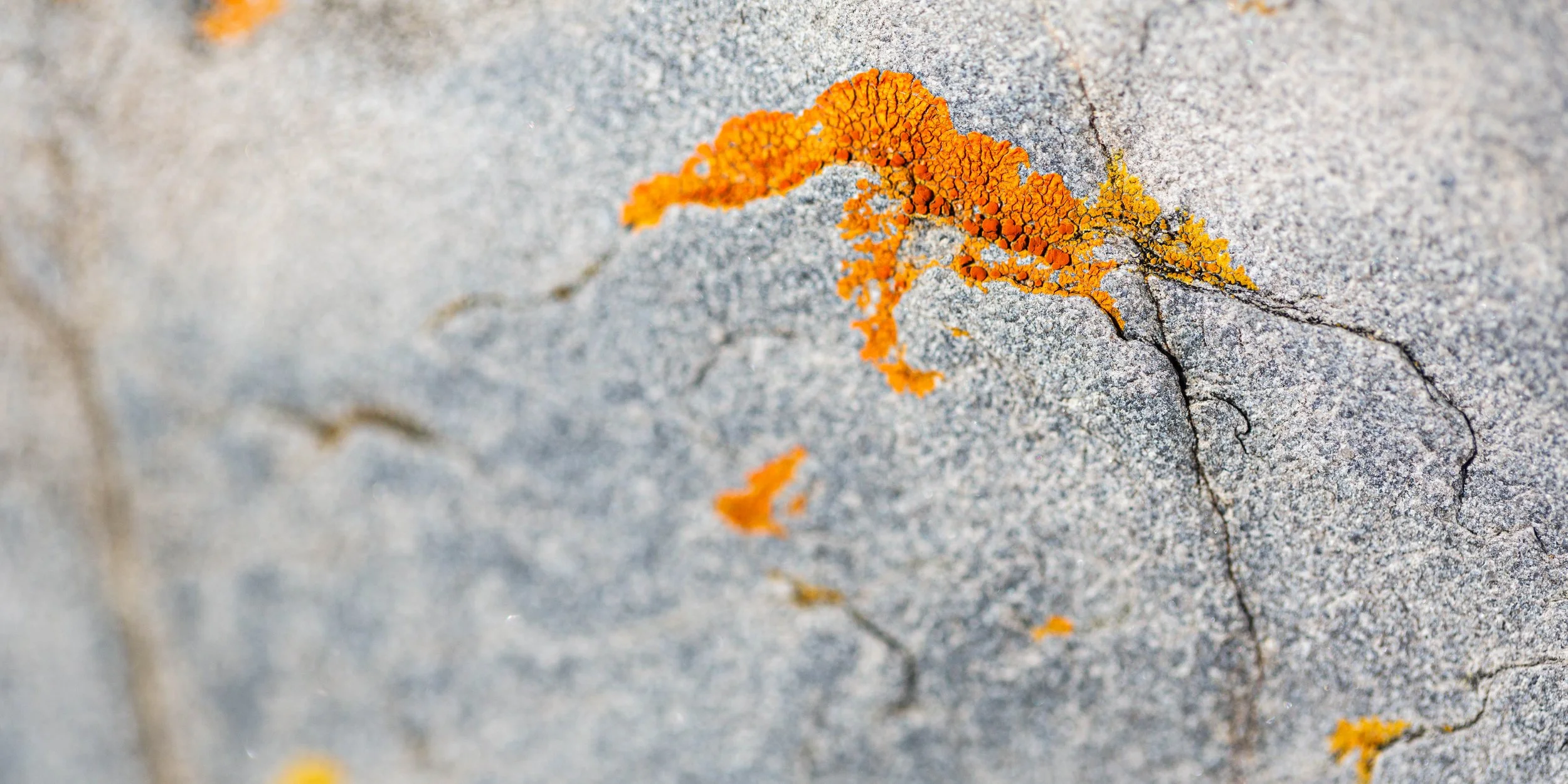 Close-up of Maritime Sunburst Lichen (Xanthoria parietina) traces the surface of cool grey granodiorite with vivid orange growth.