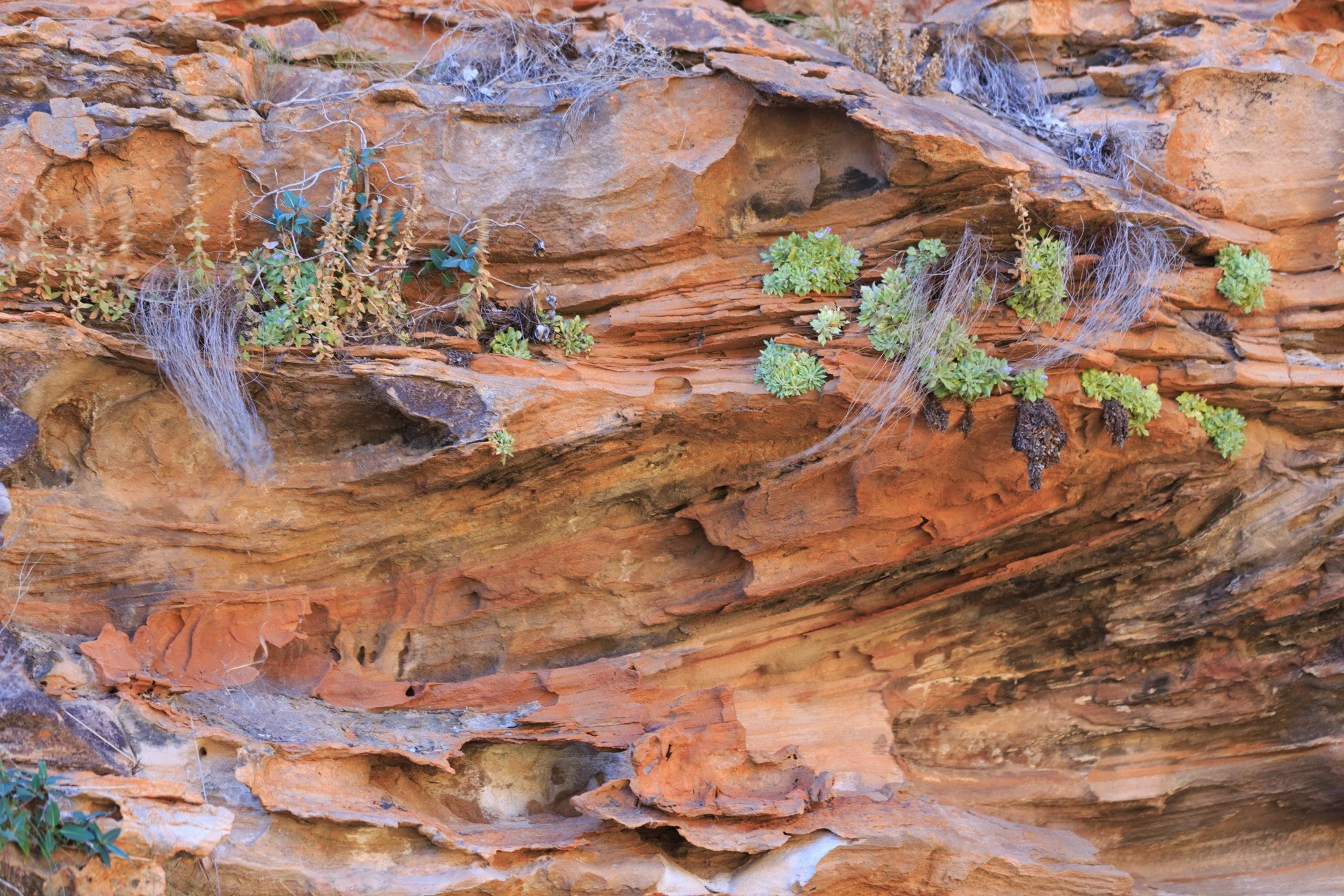 Rock Purslane (Calandrinia) clings tenaciously to the weathered sandstone walls of Mirima National Park. Compact rosettes emerge from narrow cracks and ledges, their fresh green foliage contrasting vividly with the warm orange and rust-coloured rock.