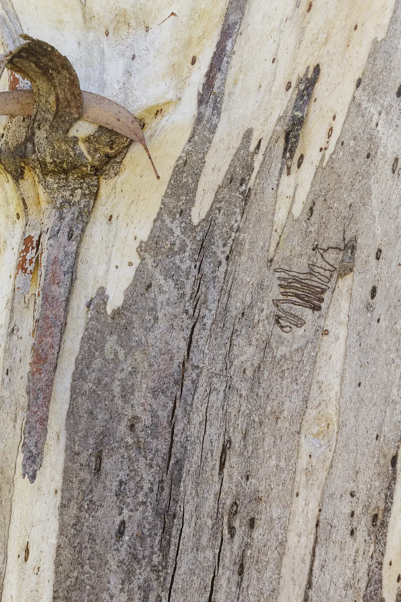 A delicate insect gallery, revealed beneath the peeling bark of a mountain Manna Gum, recalls the iconic "scribbles" that have inspired Australian artists, writers and poets for generations.