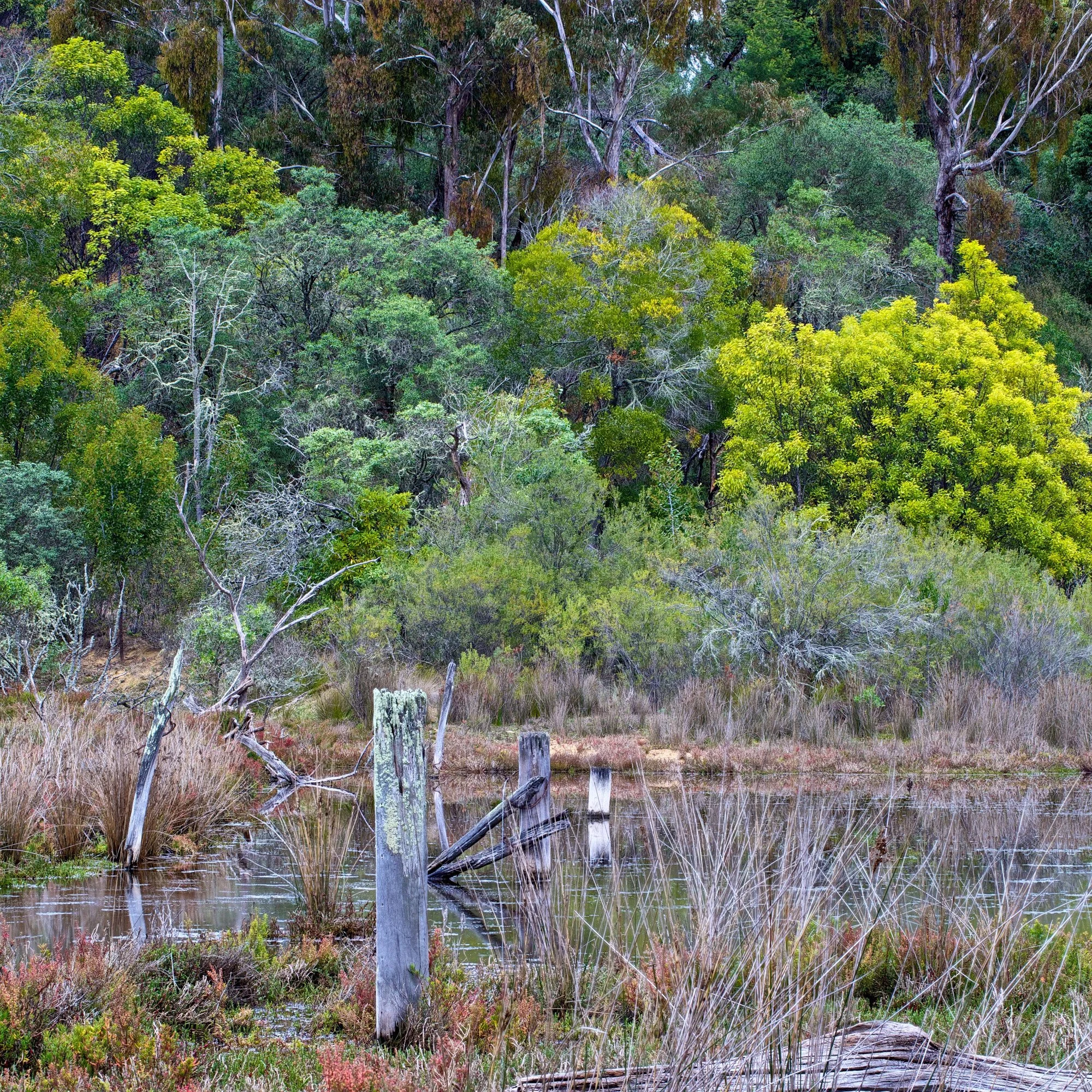 Littoral rainforest meets limestone dry forest at the edge of a coastal salt marsh, creating a layered landscape of dense foliage, grasses and still water.