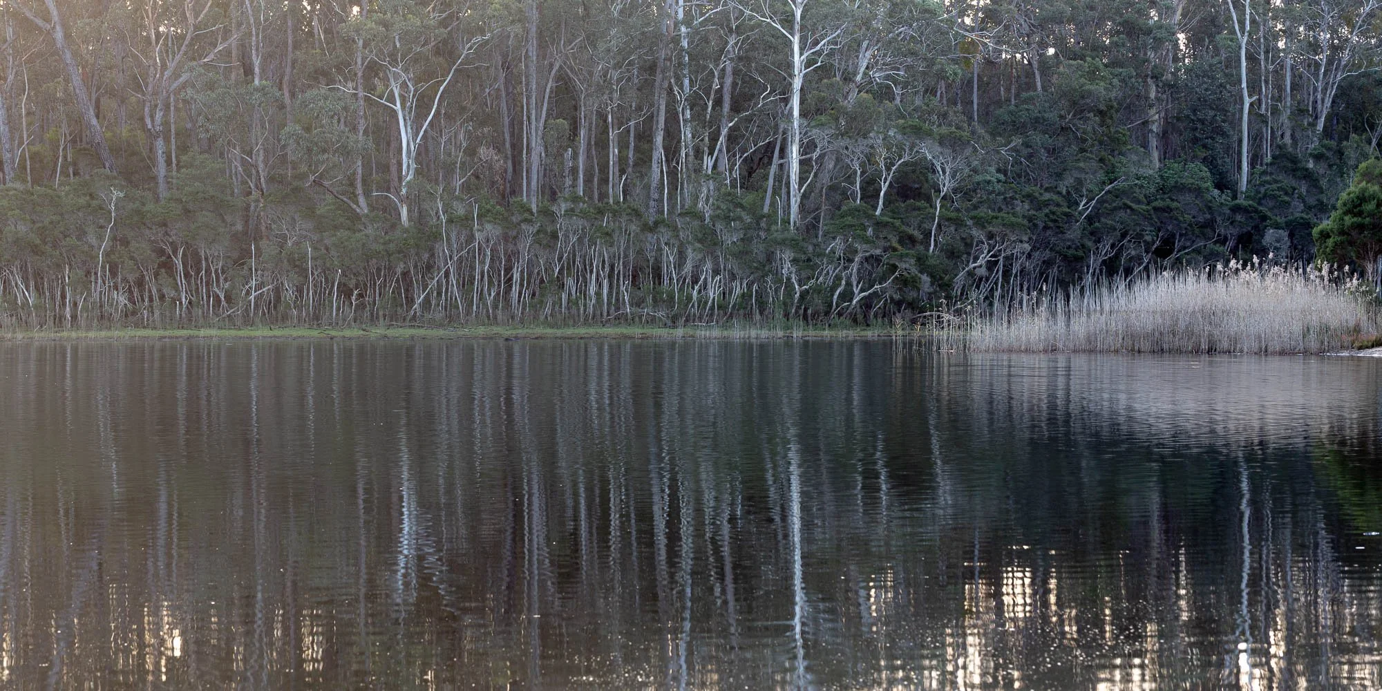 Reeds rise from the quiet waters of Lake Tyers (Bung Yarnda) in East Gippsland, their pale stems catching the soft light at the forest’s edge.