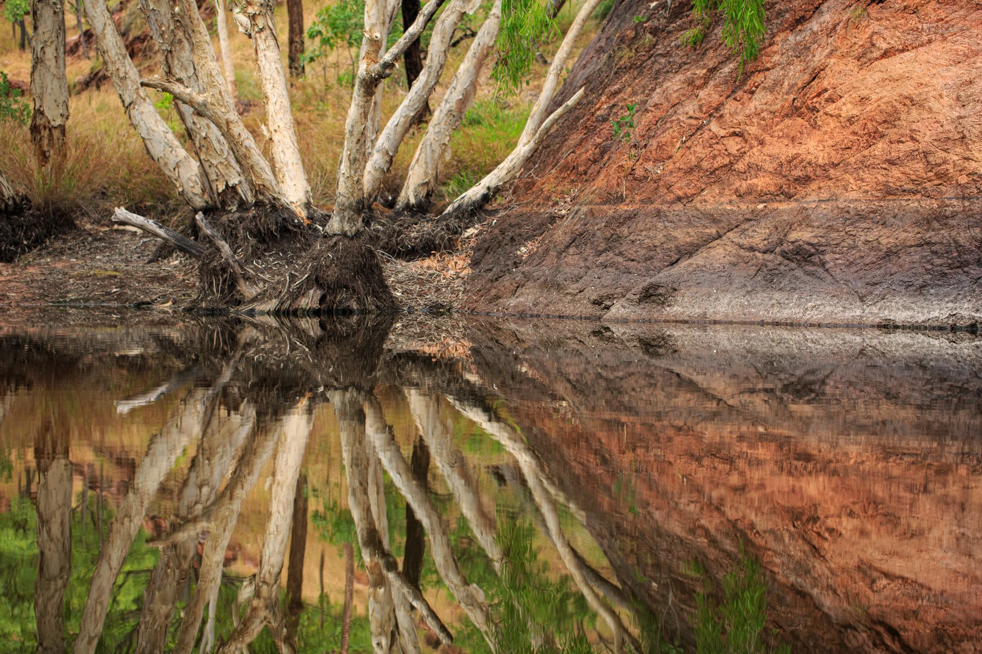 At Mayiba, clear spring water mirrors a multi truncked paperbark tree growing beside the rugged sandstone slopes of the Livistona Range in the Kimberley.