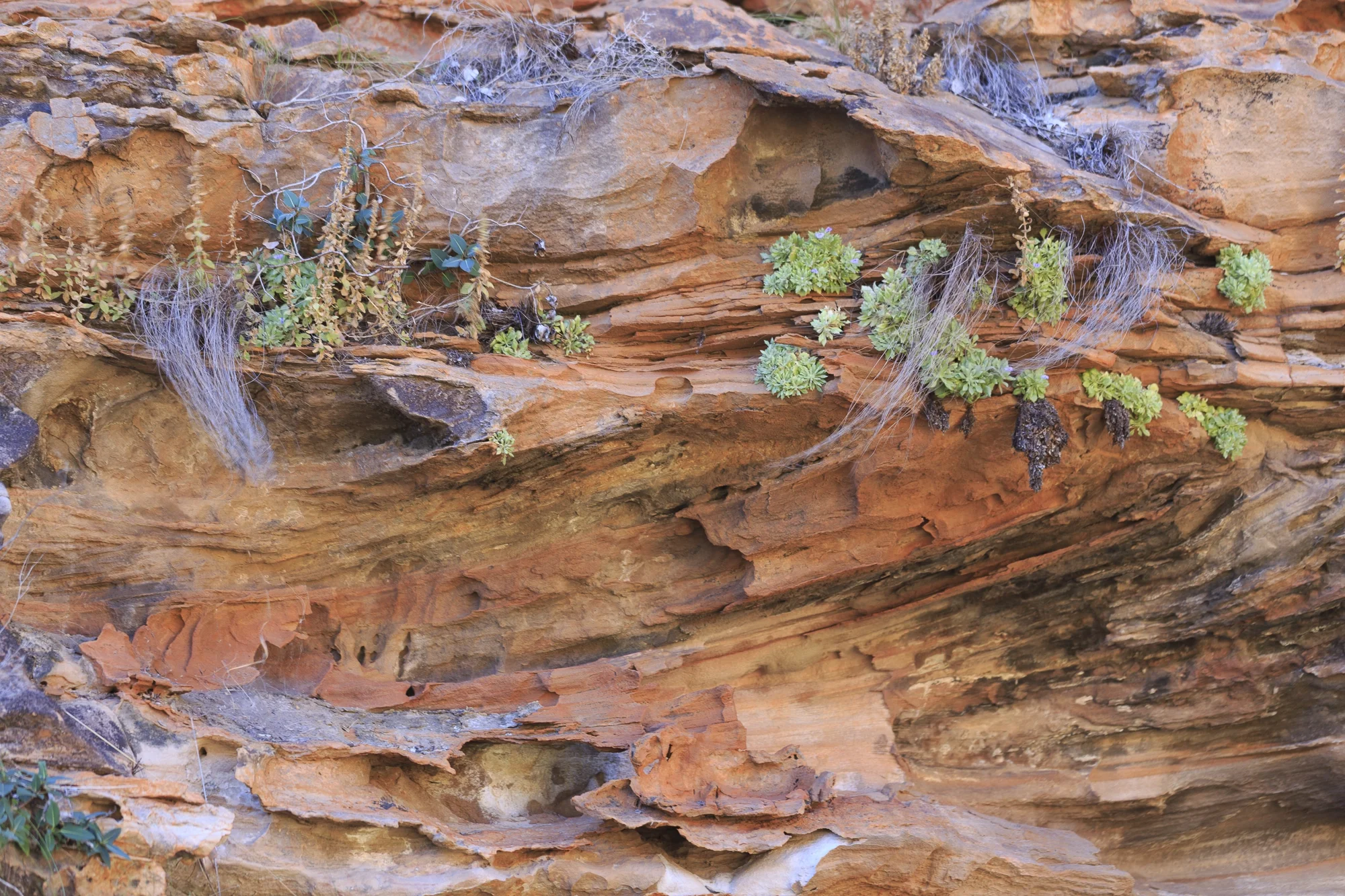 Clinging to Stone
