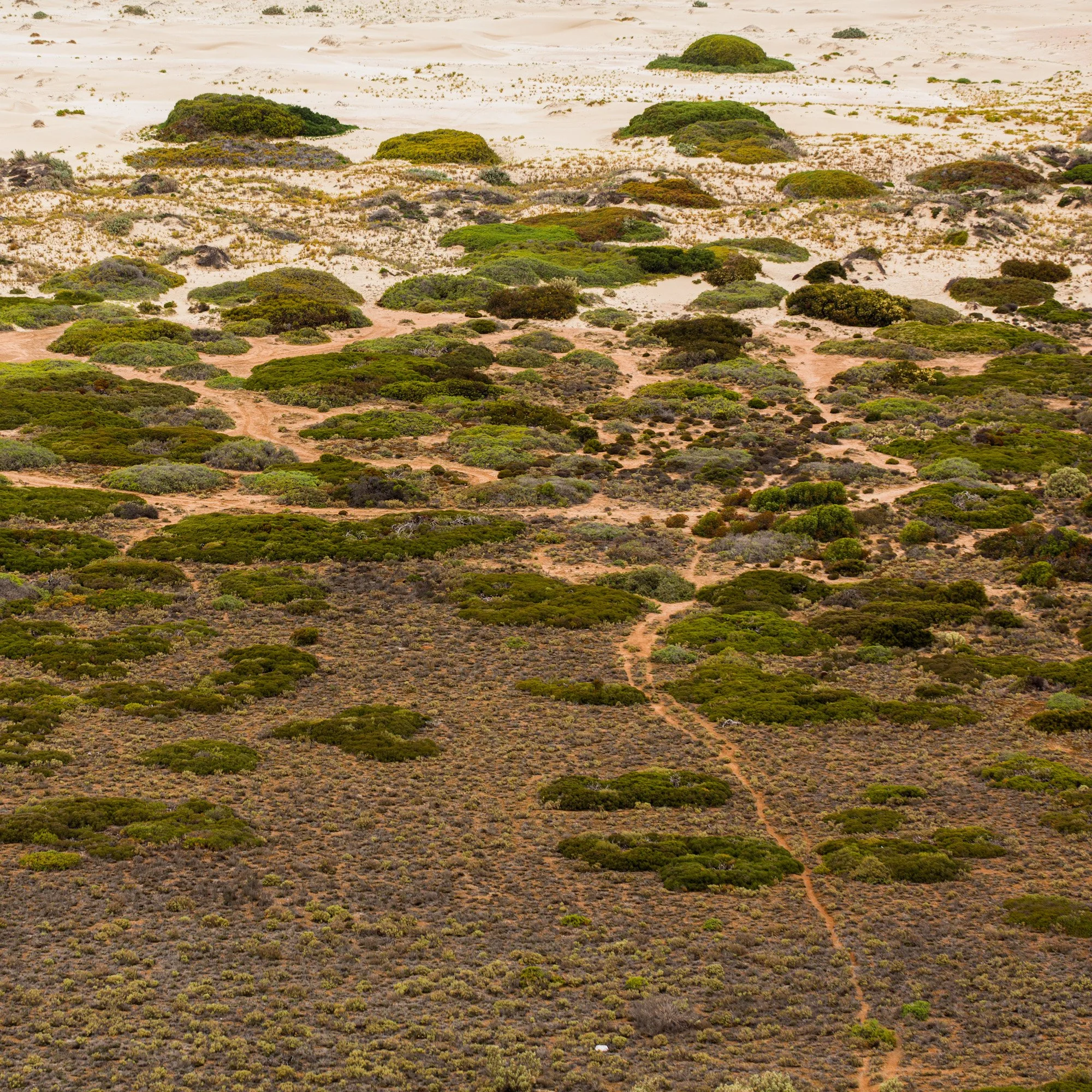 Native vegetation spreads across the undulating sands of the Yalata Dune Complex, forming an intricate pattern of rounded green and grey forms against pale coastal sand. 