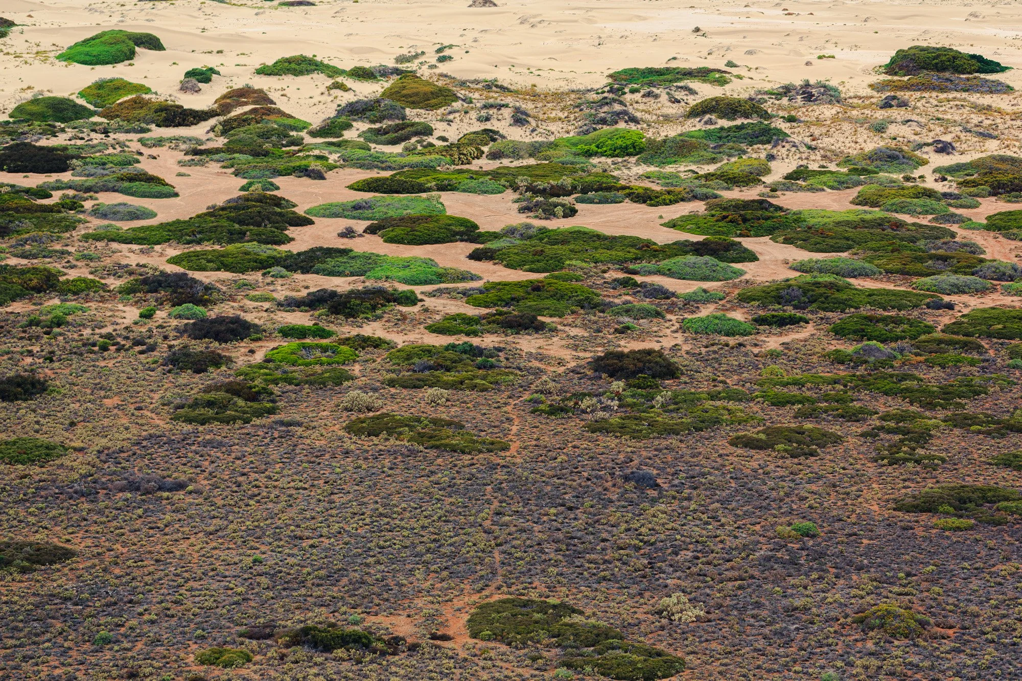 Across the Yalata Dune Complex on the western side of the Great Australian Bight, low coastal vegetation forms a living mosaic across pale shifting sands.