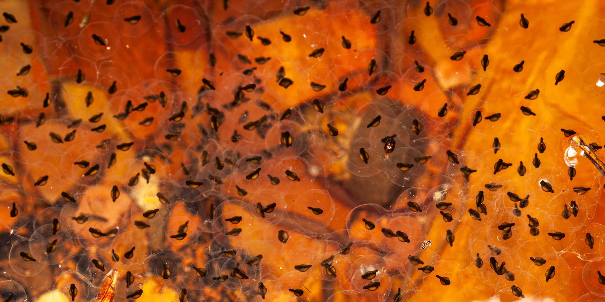 A remarkable glimpse into the earliest stages of amphibian life in the East Kimberley. Stage 18 Litoria sp. embryos are developing within their transparent egg capsules, with distinctive tail buds beginning to form.