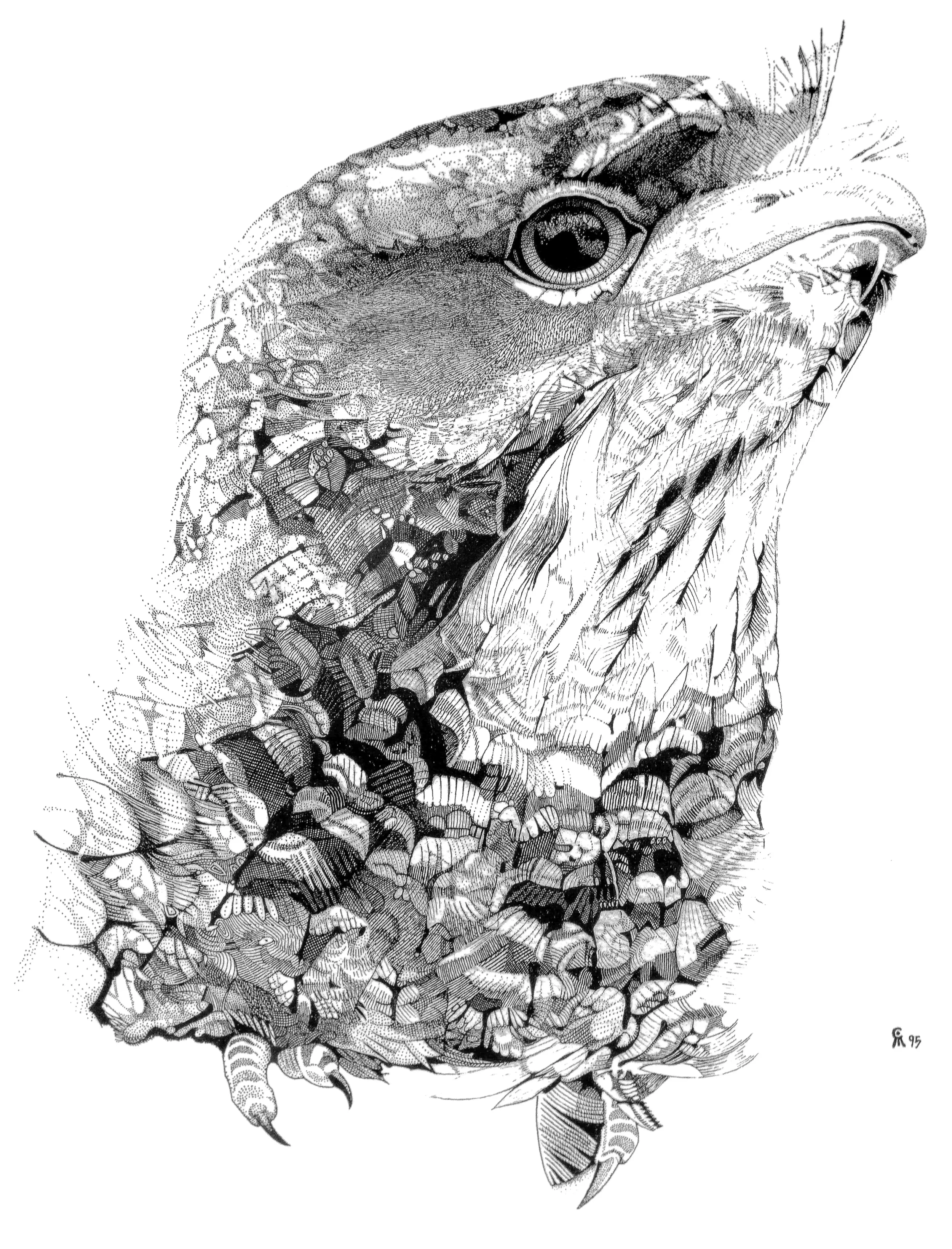 Detailed black and white illustration of Tawny Frogmouth , feathers, and eye, composed of intricate line work and patterns.