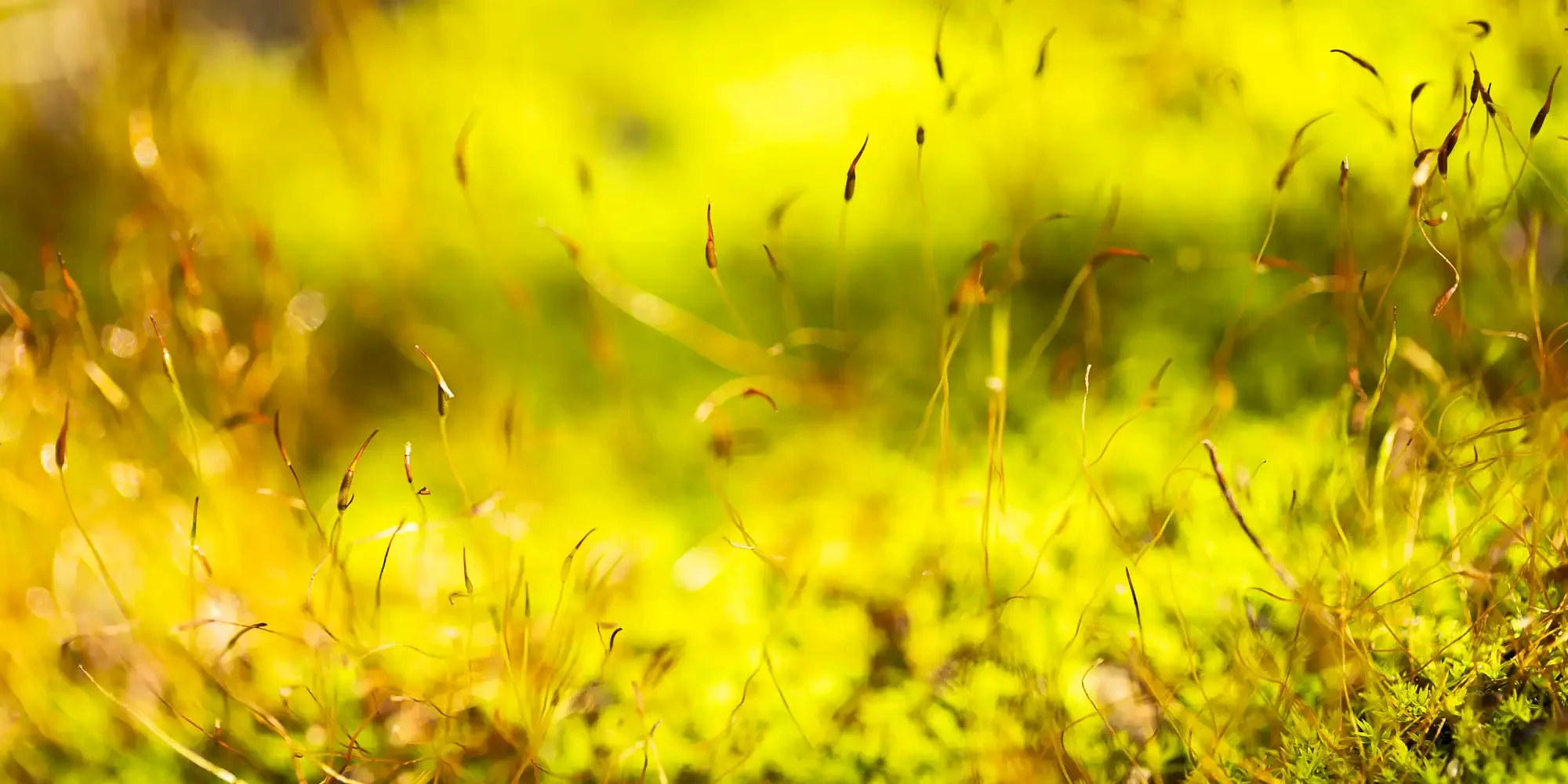 A close study of moss transformed by warm light into an abstract field of luminous greens, yellows and gold. Fine sporophyte stems rise delicately from the moss bed, their dark capsules punctuating the soft, glowing forms.
