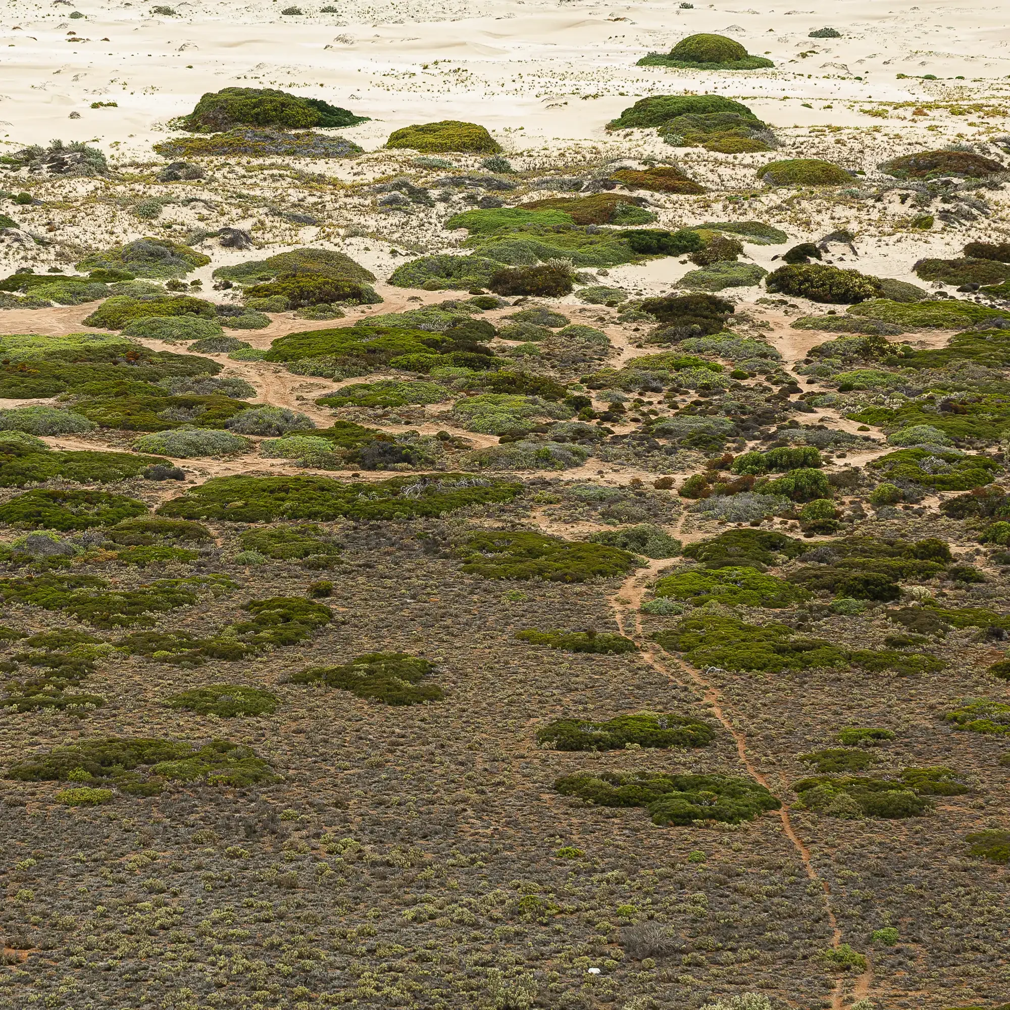 Dune Garden