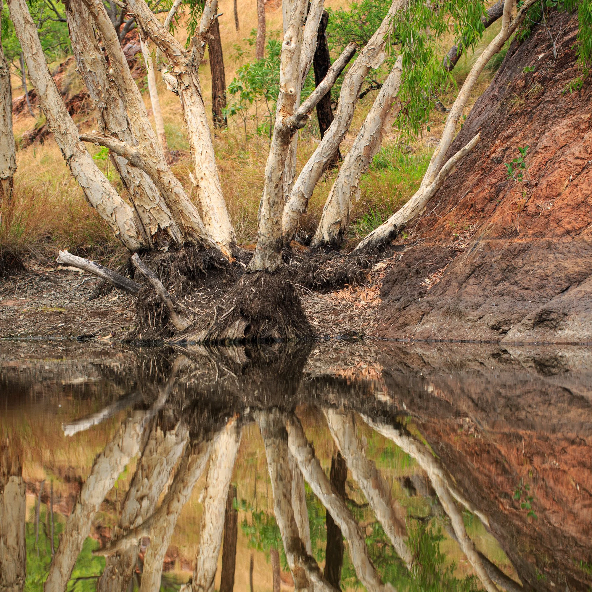 Middle Springs, traditionally known as Mayiba, clear water emerges among ancient sandstone of the Livistona Range, creating a lush oasis within the rugged Kimberley landscape. Paperbark and native vegetation frame the spring, their forms reflected.
