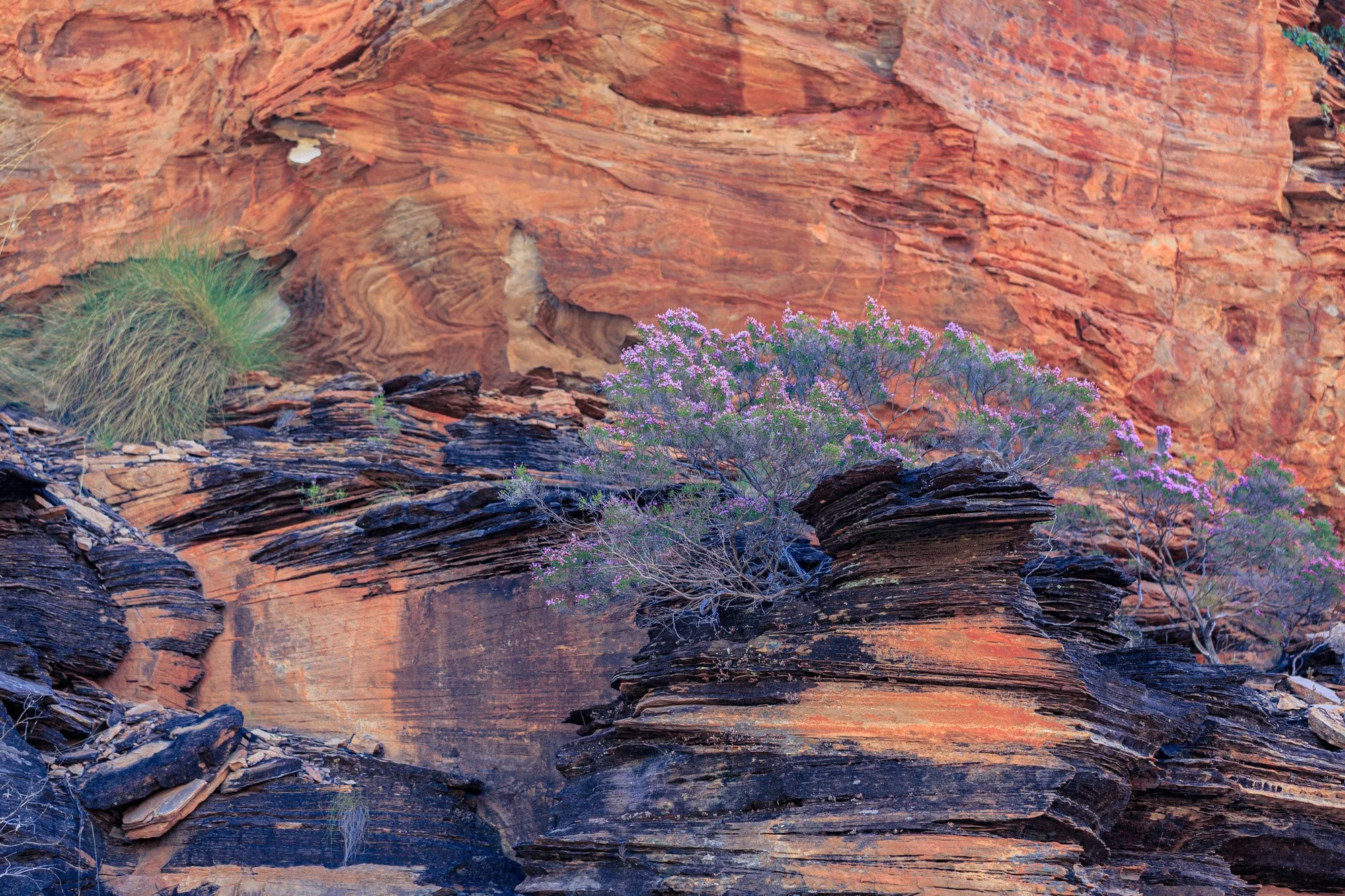 Turkey Bush flowers among layered sandstone of the Kimberley, where delicate pink-purple blooms contrast with bands of rust-red and charcoal. Iron oxide creates the vivid orange tones, while cyanobacteria and lichens form the darker protective crust.