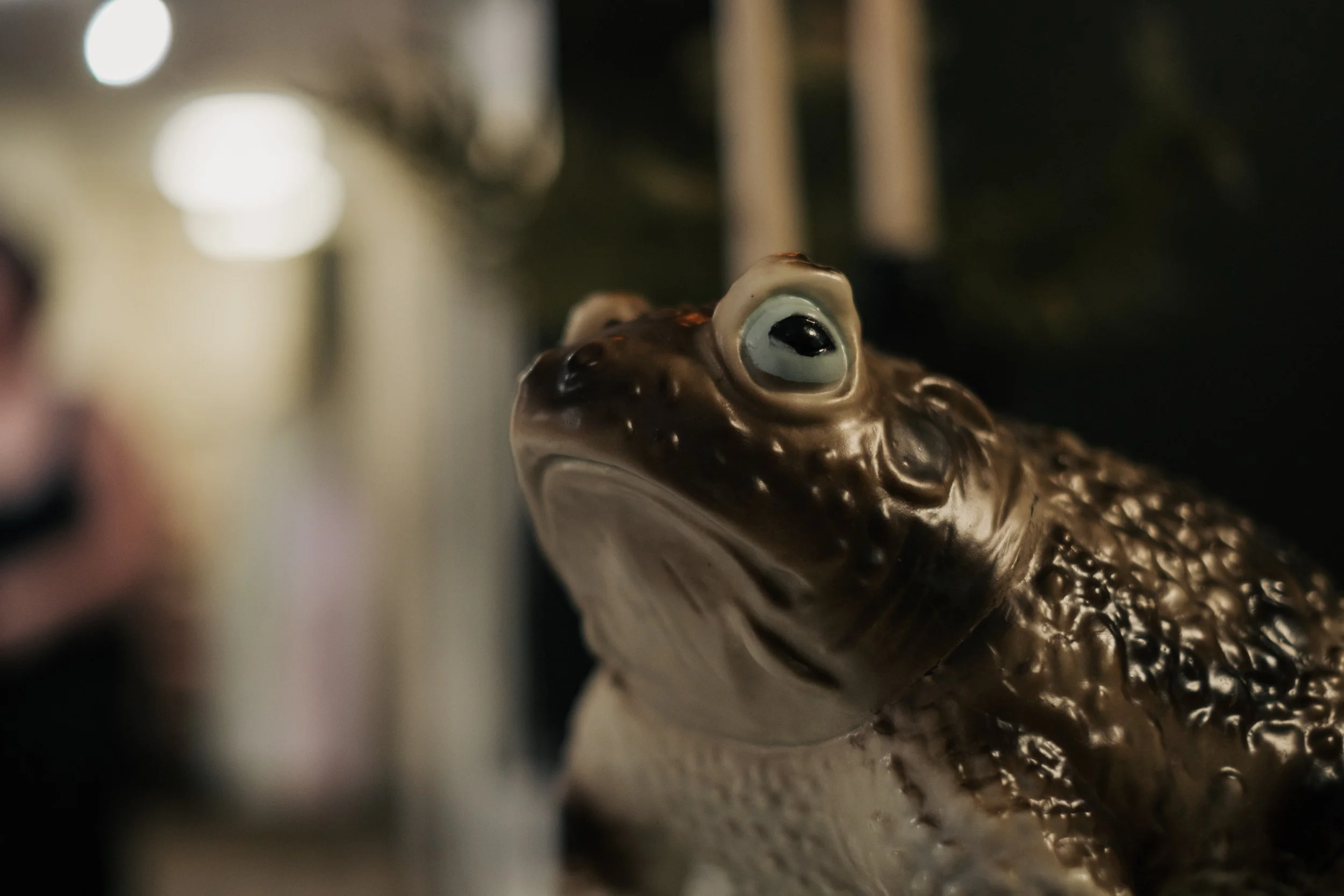 Close-up of a giant toad with a prominent eye and textured body, with blurry lights in the background.
