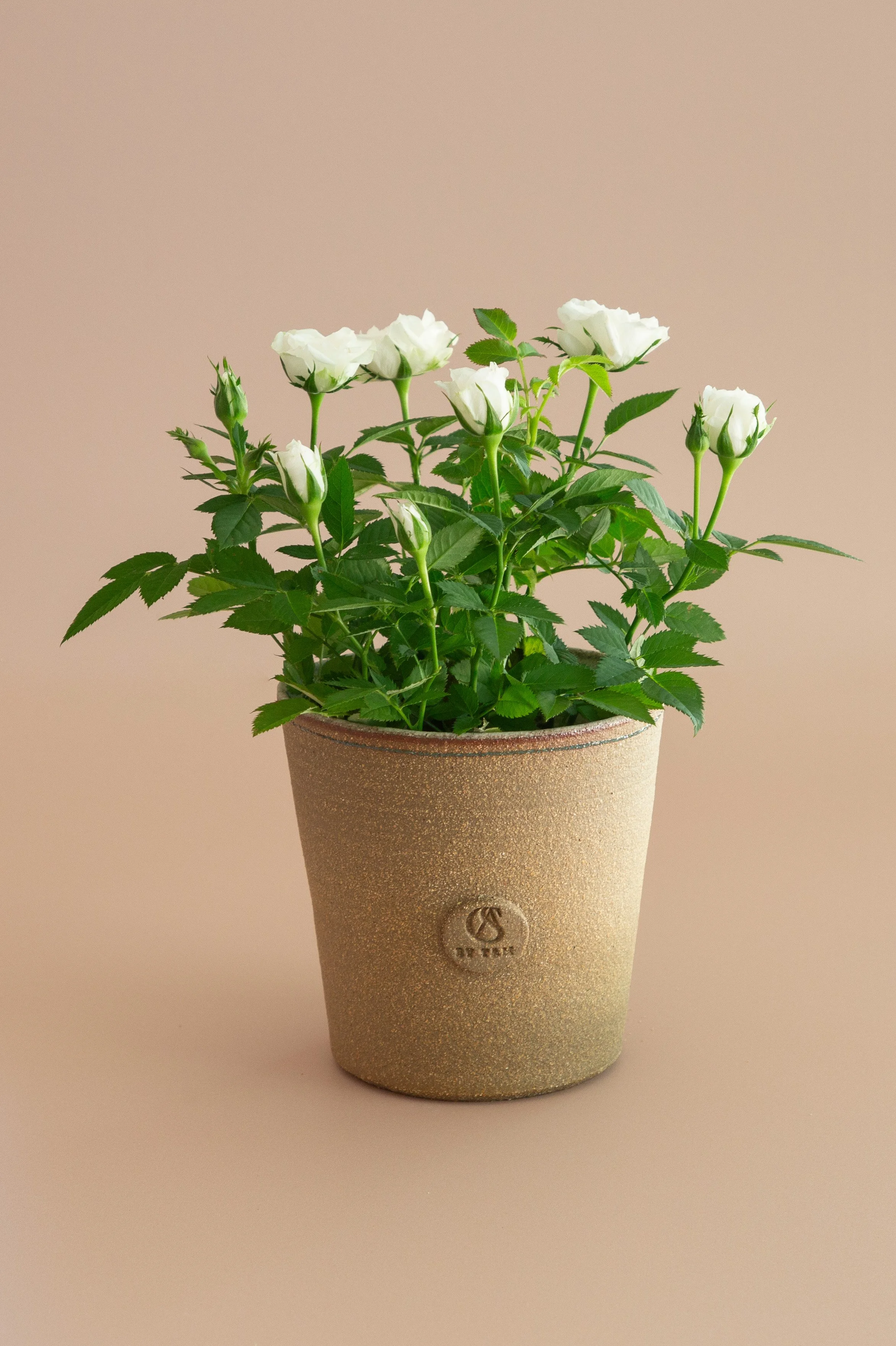 Plant Pot - Medium