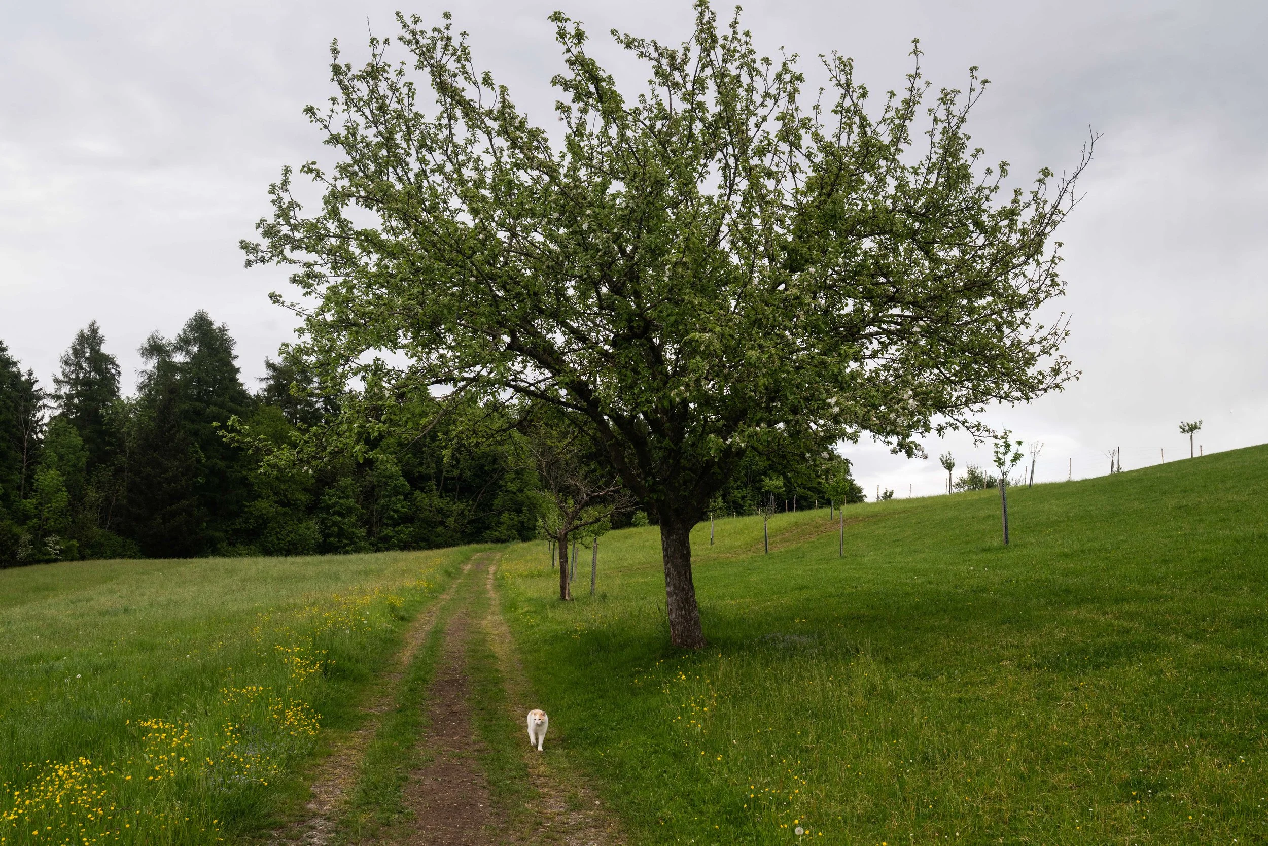 nit_WOZ_050526_WienachtTobel_PFAS (4 von 24).jpg