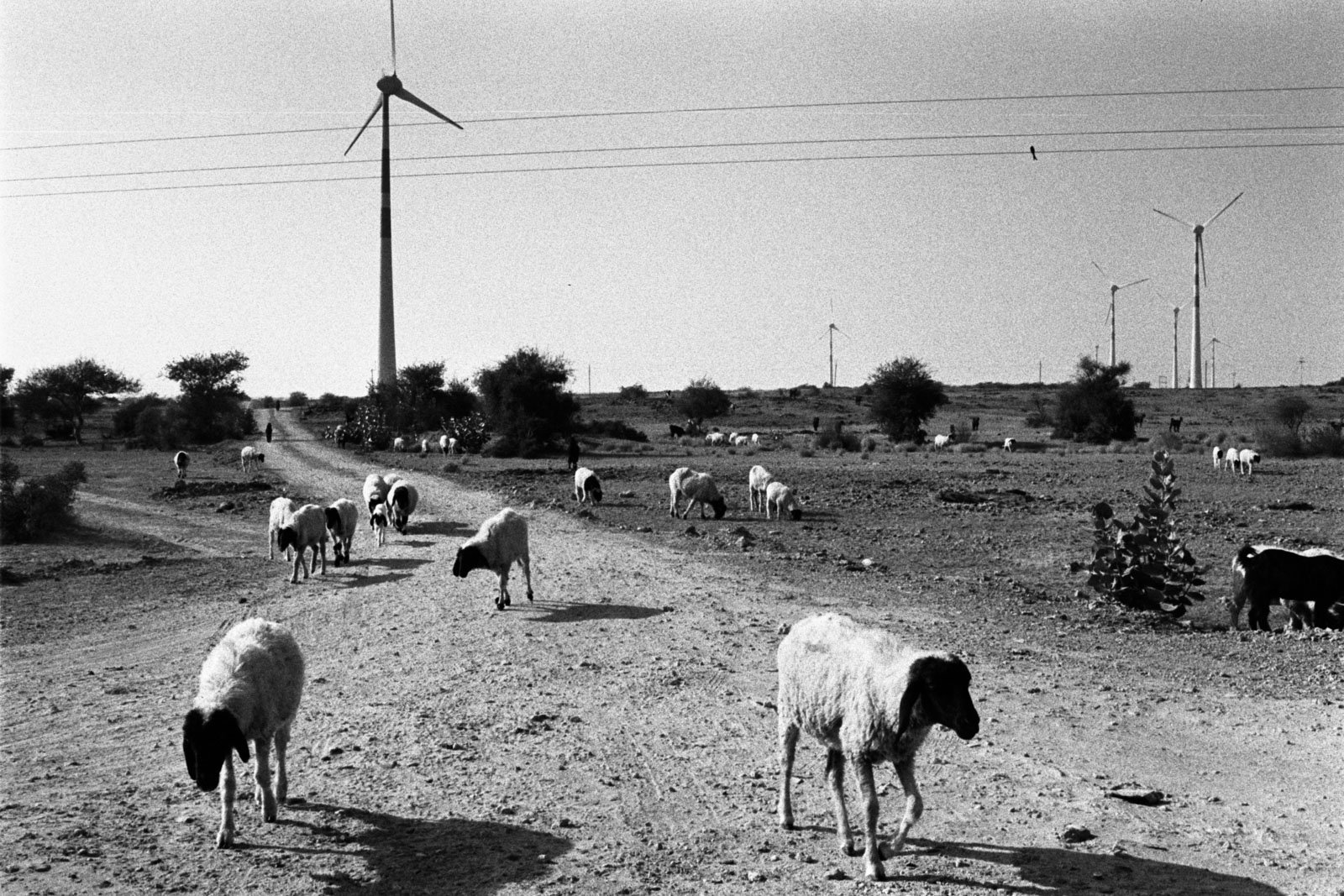  „why is my fire, so far from home?“ 17.12.2023, Jaisalmer Indien