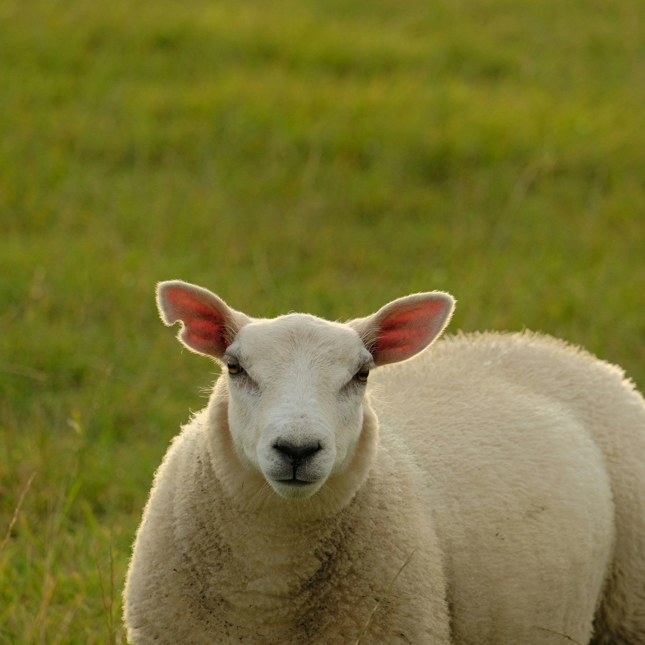 onze schaapjes voor het scheren op de dufverranch