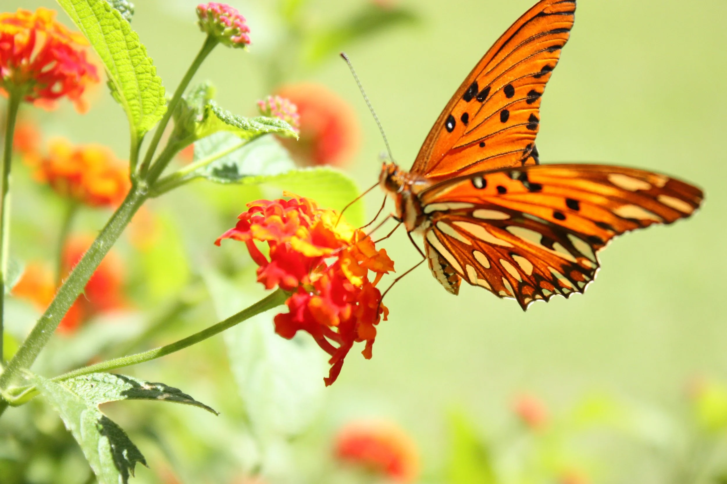 An orange butterfly with black spots on its wings perched on a small red and yellow flower, with green leaves and stems in the background.
