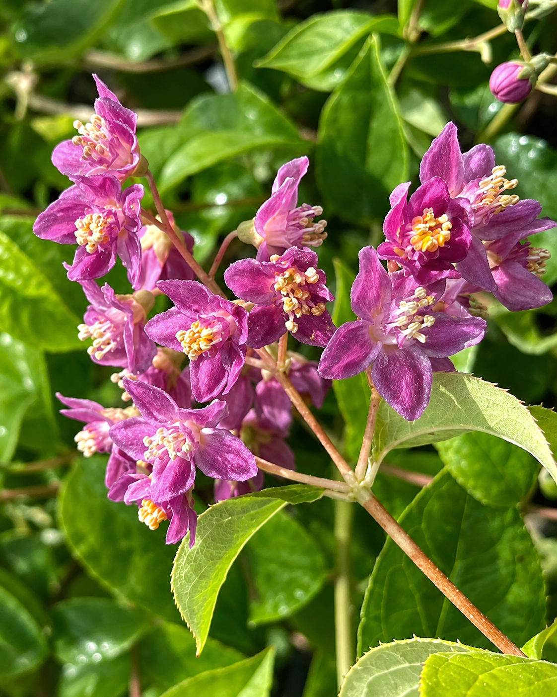 A Deutzia Masashi (Hana kazari).png