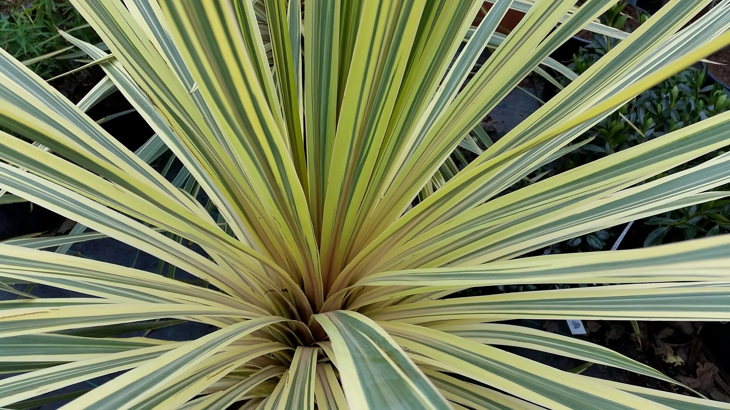 Cordyline Torbay Dazzler_2399305237.jpg