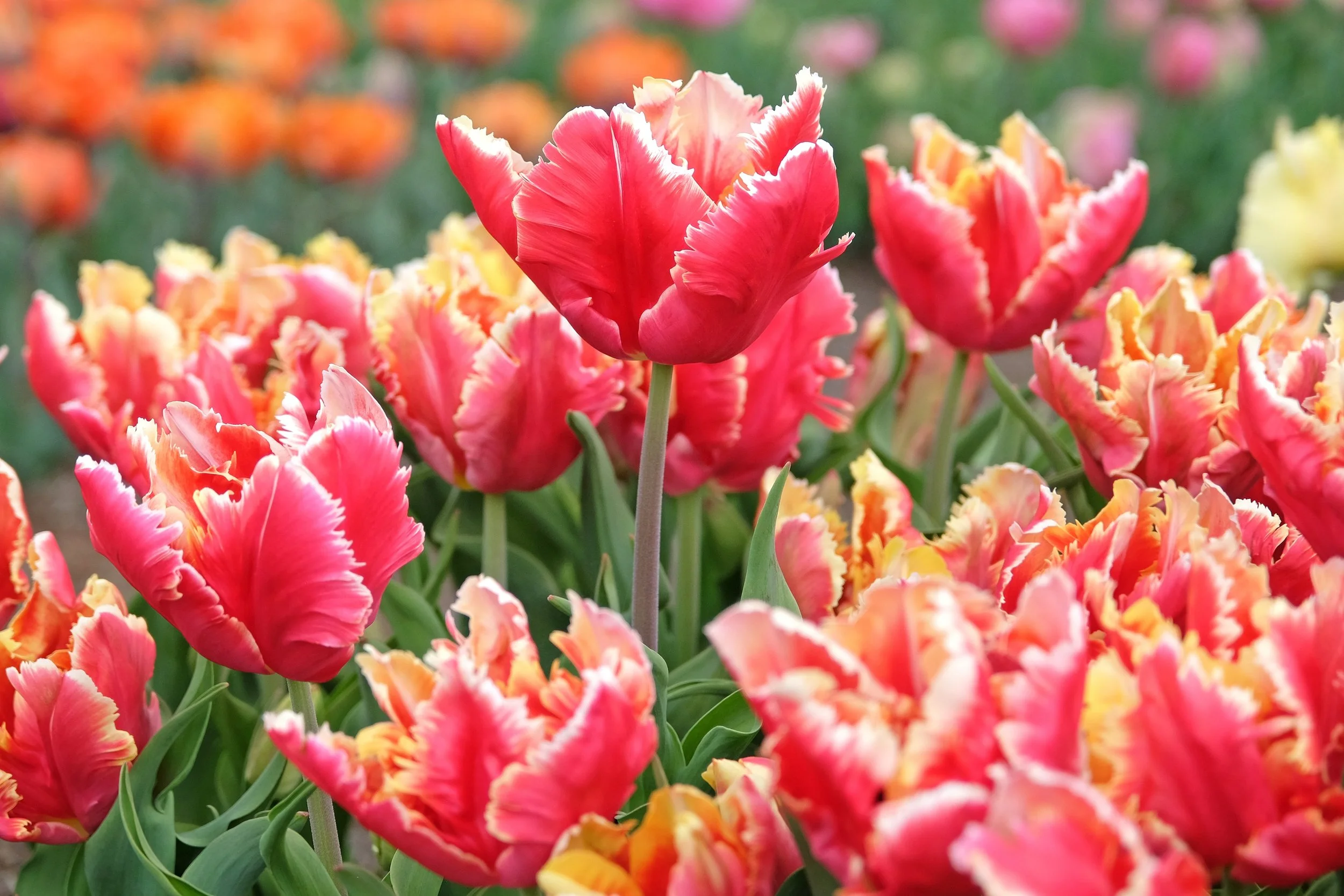 PPG-Tulip Dee Jay Parrot.jpg