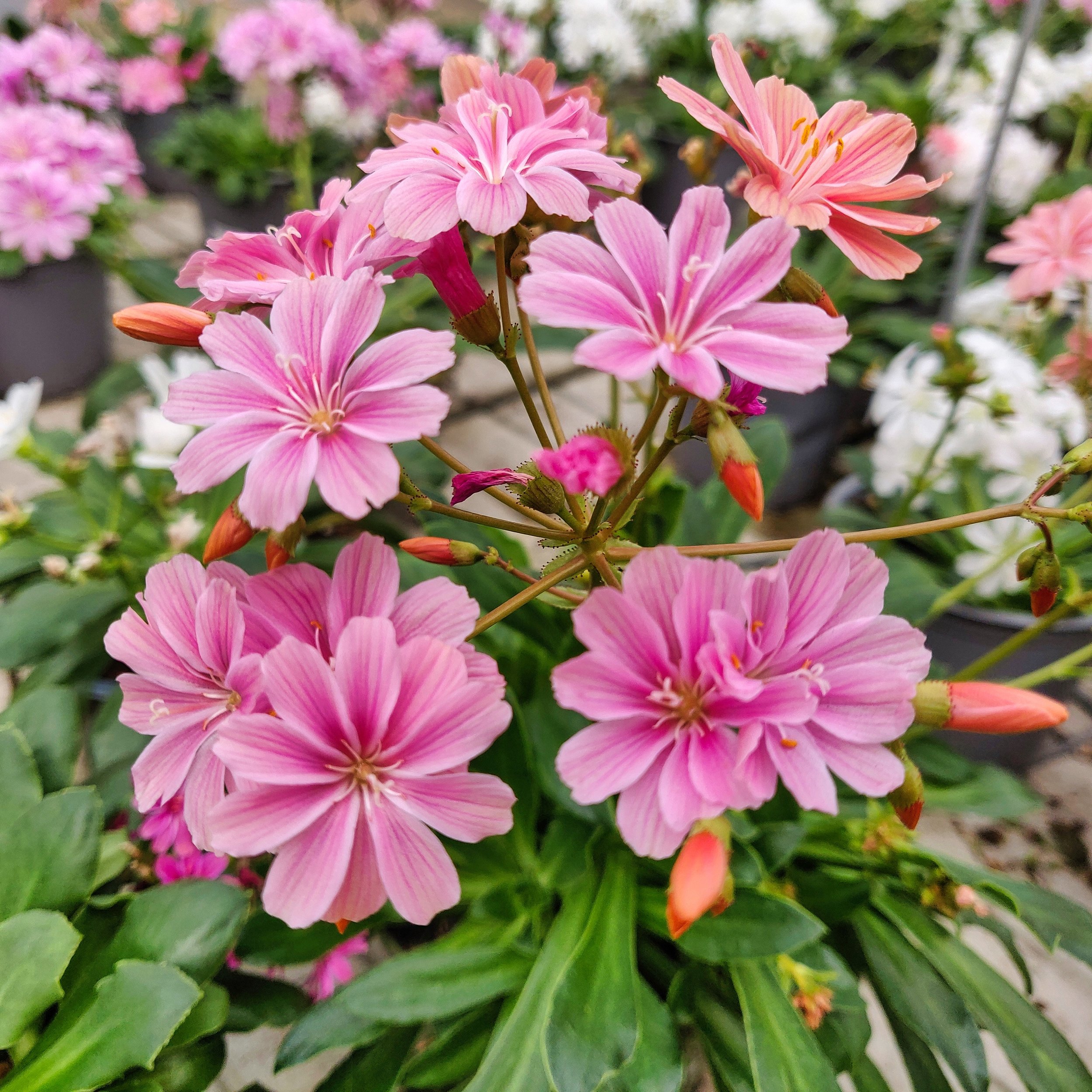 PPG-Lewisia Elise.jpg