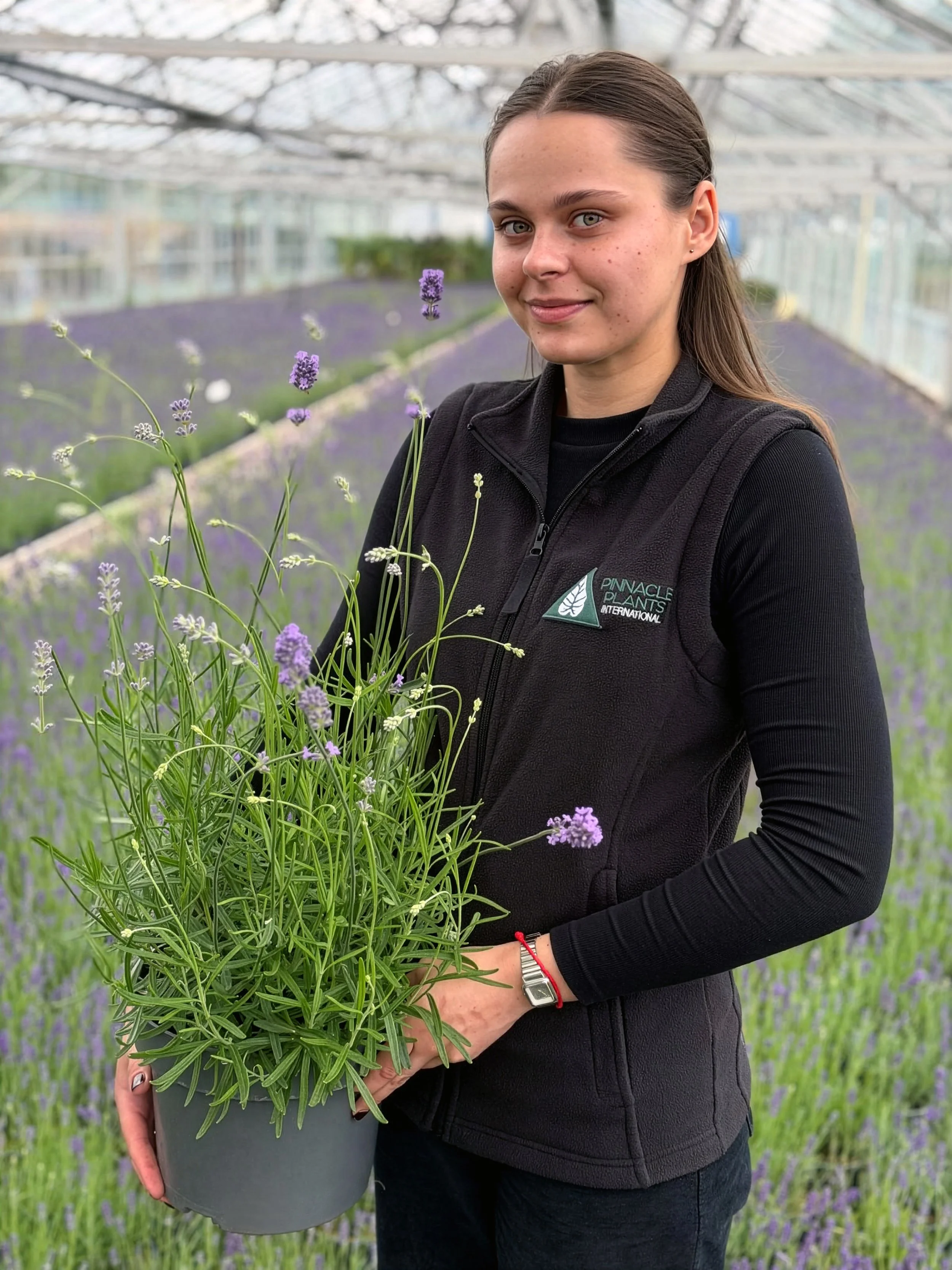 A woman with long brown hair, wearing a black Pinnacle Plants jacket, is holding a potted lavender plant in a greenhouse filled with rows of lavender plants.