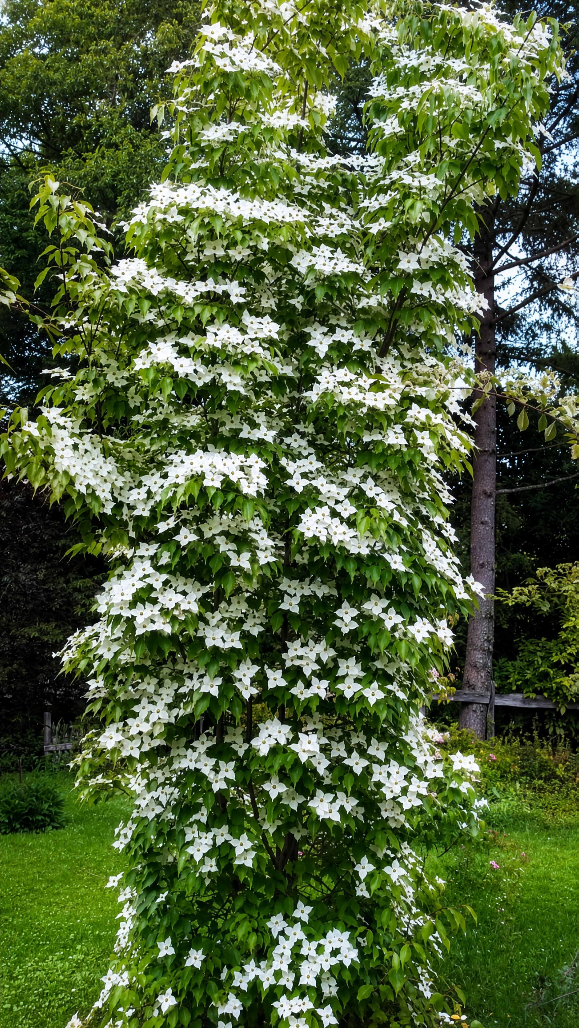 Cornus kousa 'Obelisque'®.png