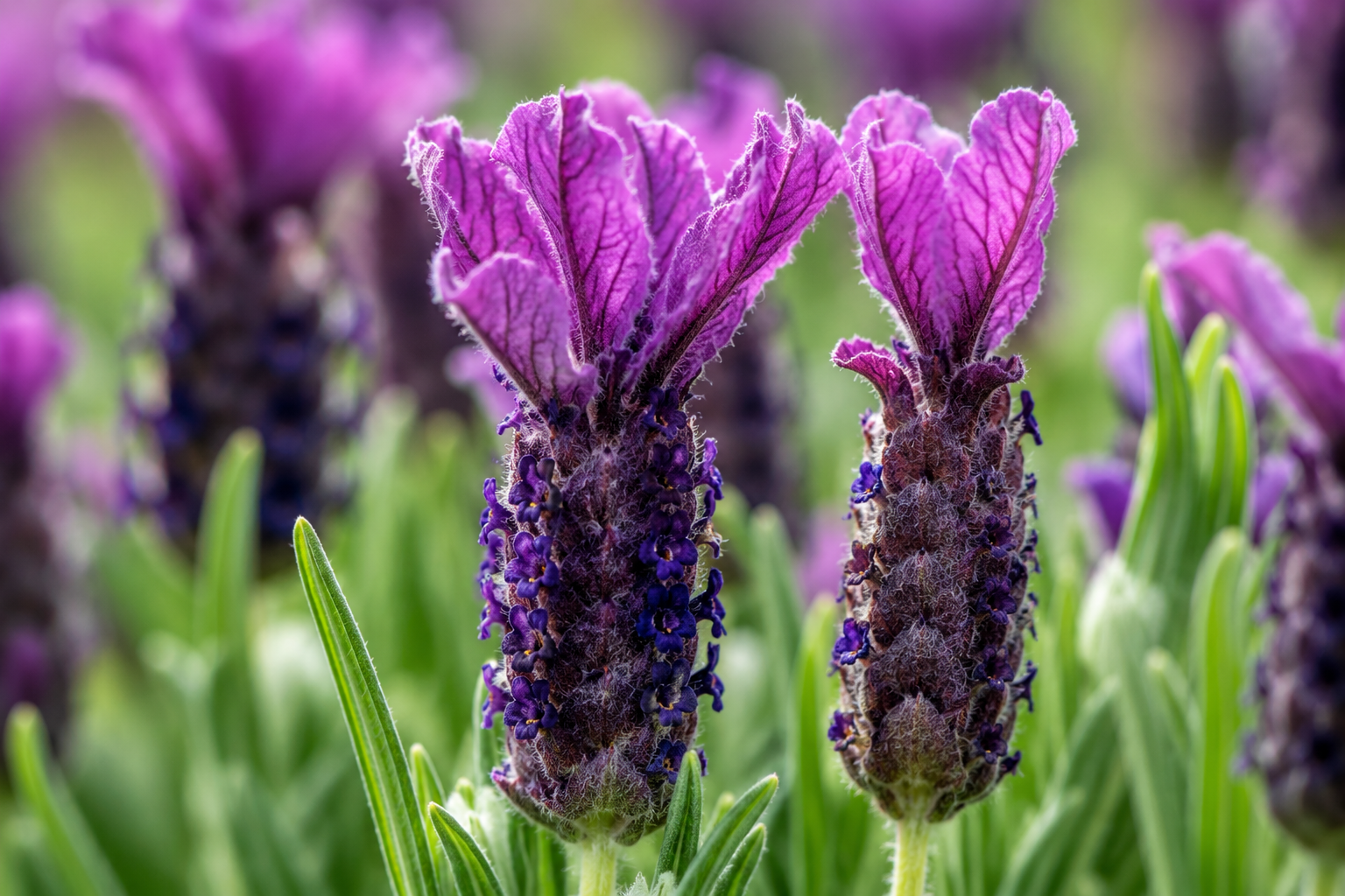 Lavender Regal Splendour.png