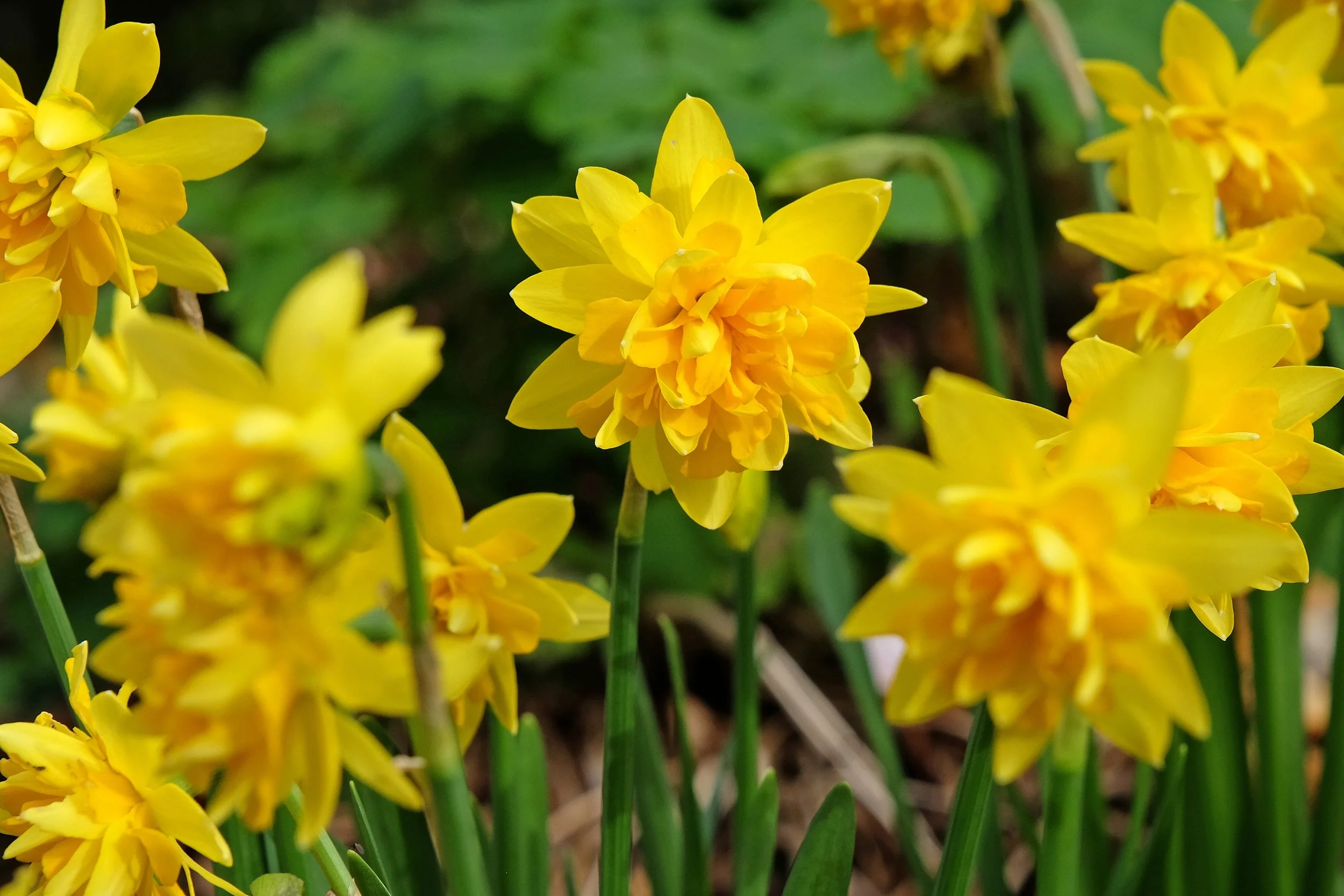 Bulbs