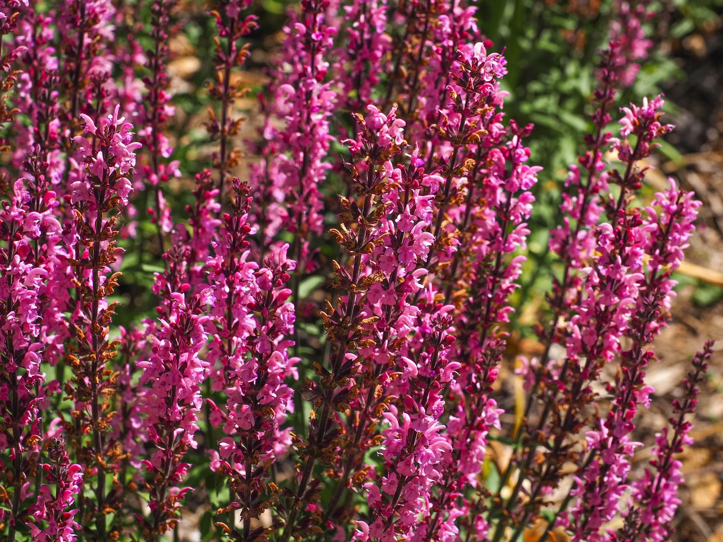 Salvia Pink_2530864289.jpg
