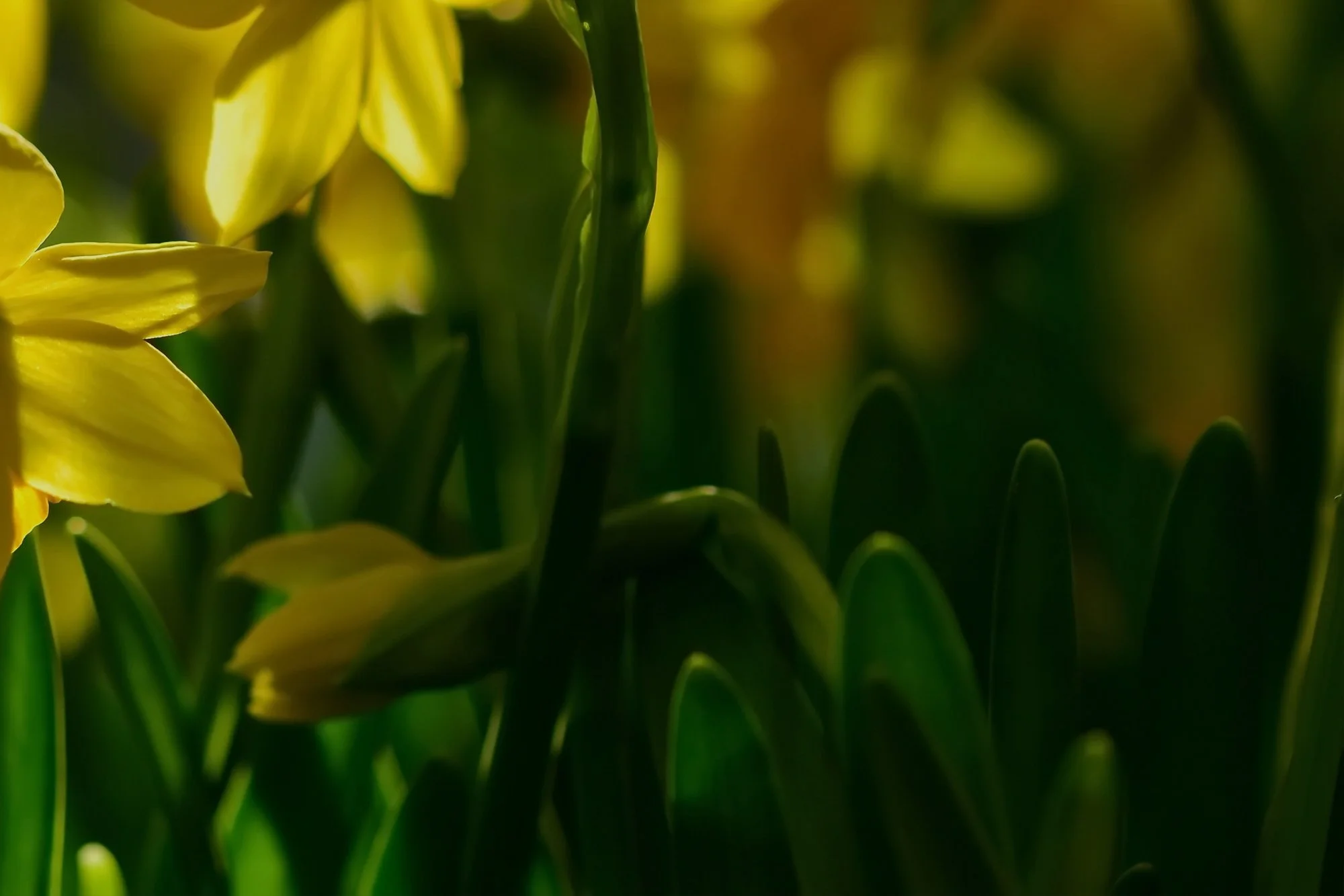 Close-up of yellow daffodil flowers with green foliage in a garden setting