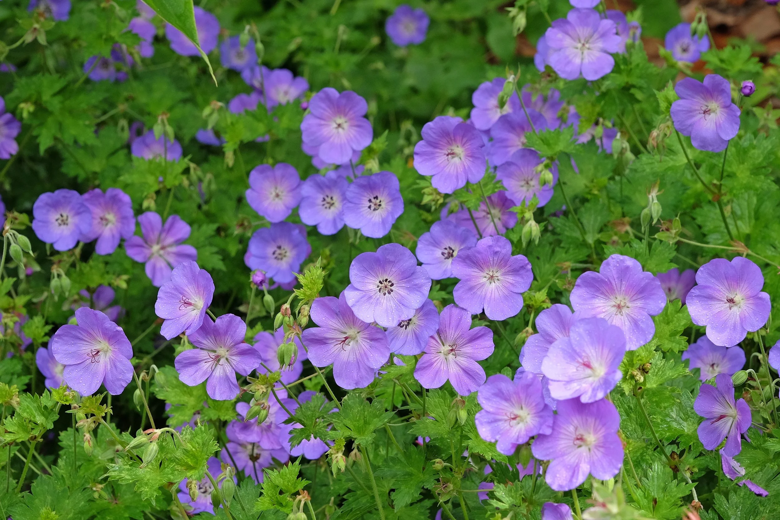 Geranium Rozanne_2500011431.jpg