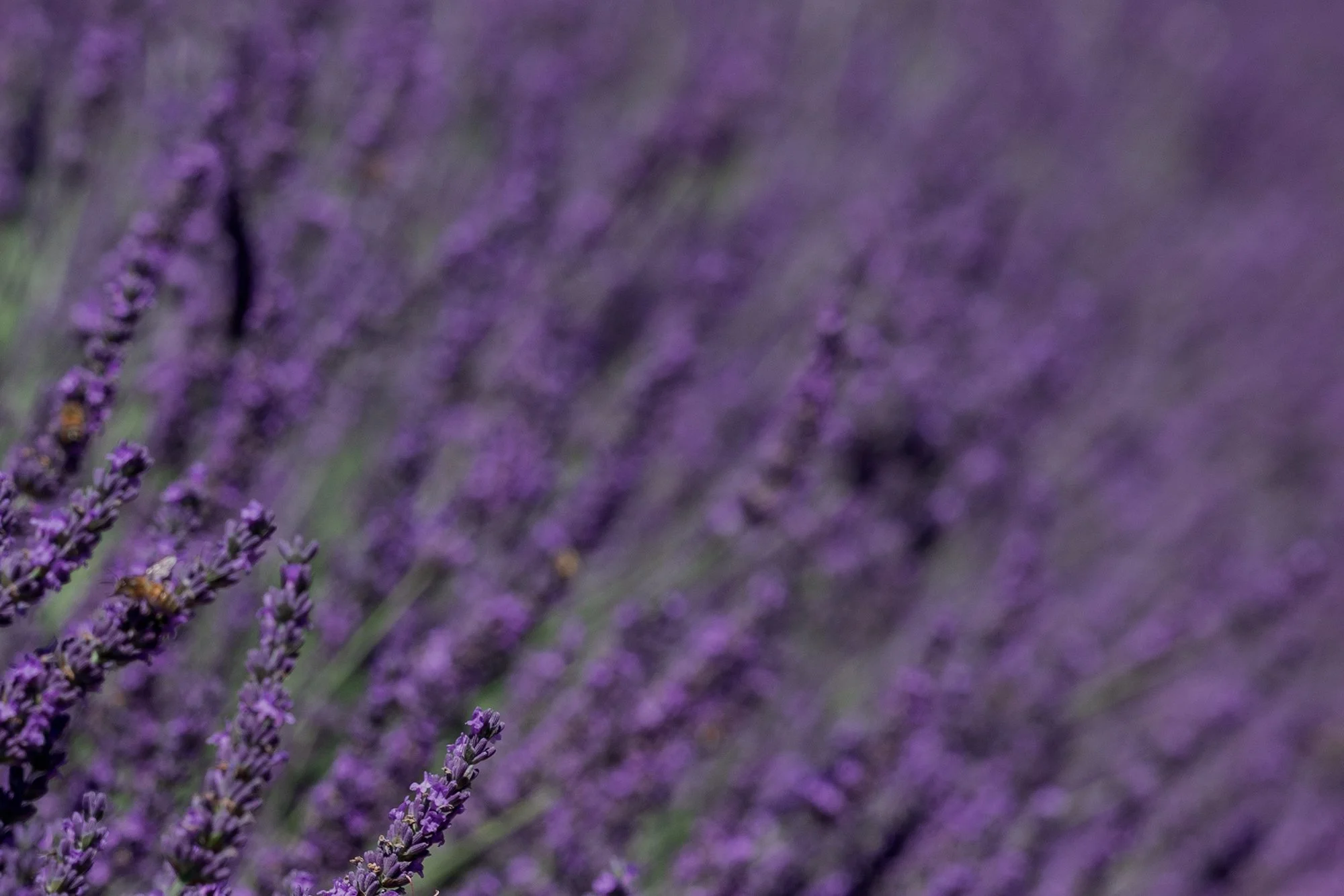Close-up of purple lavender flowers with a blurred background.
