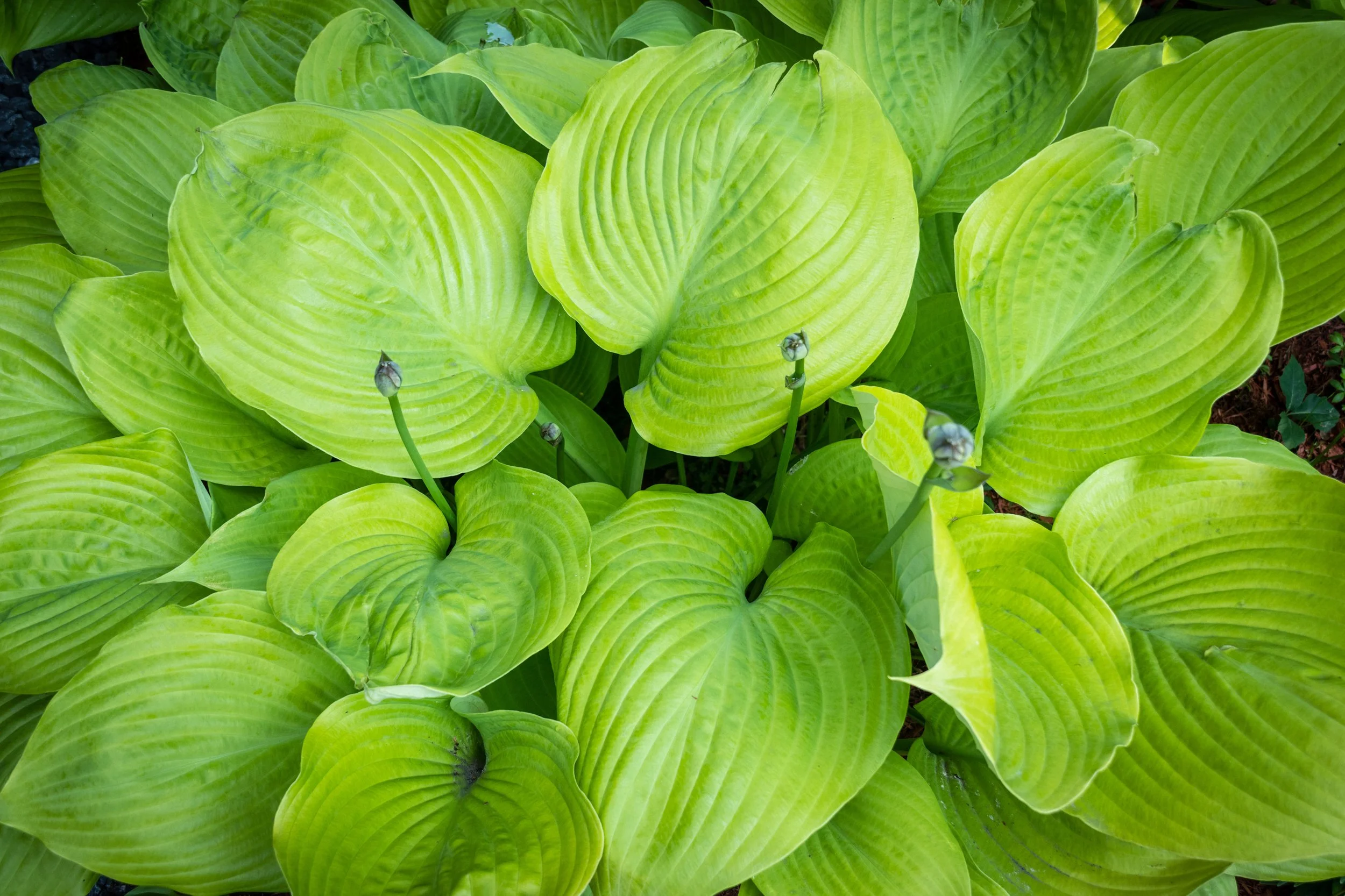 Hosta Sum and Substance_1452384326.jpg